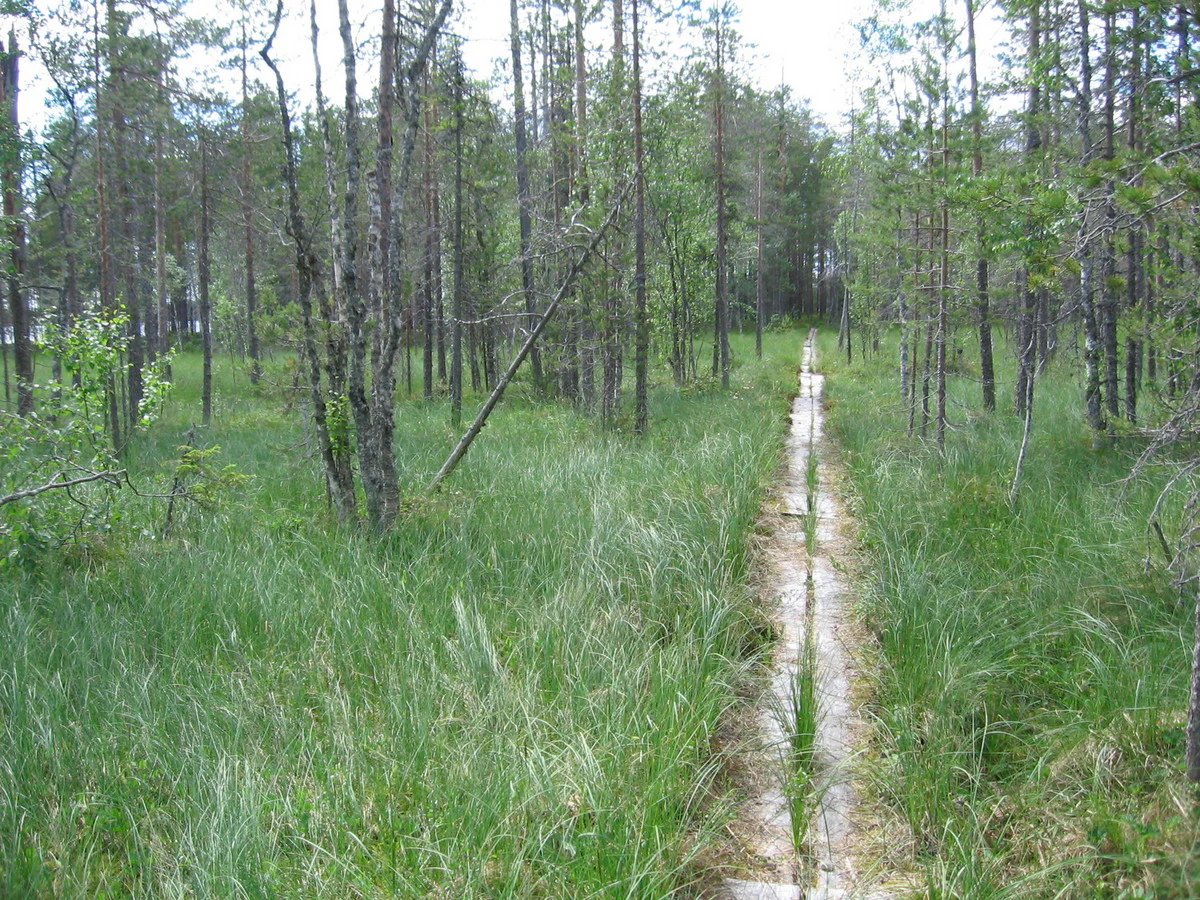 A narrow wet path surrounded by tall green grass and trees in a forested area