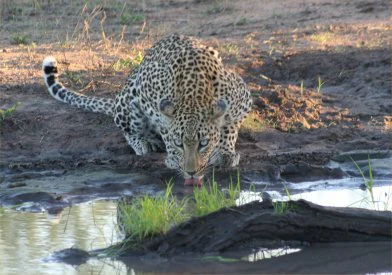 A leopard with a spotted coat crouching at the edge of a muddy water pool to drink, with its tail curled upward.