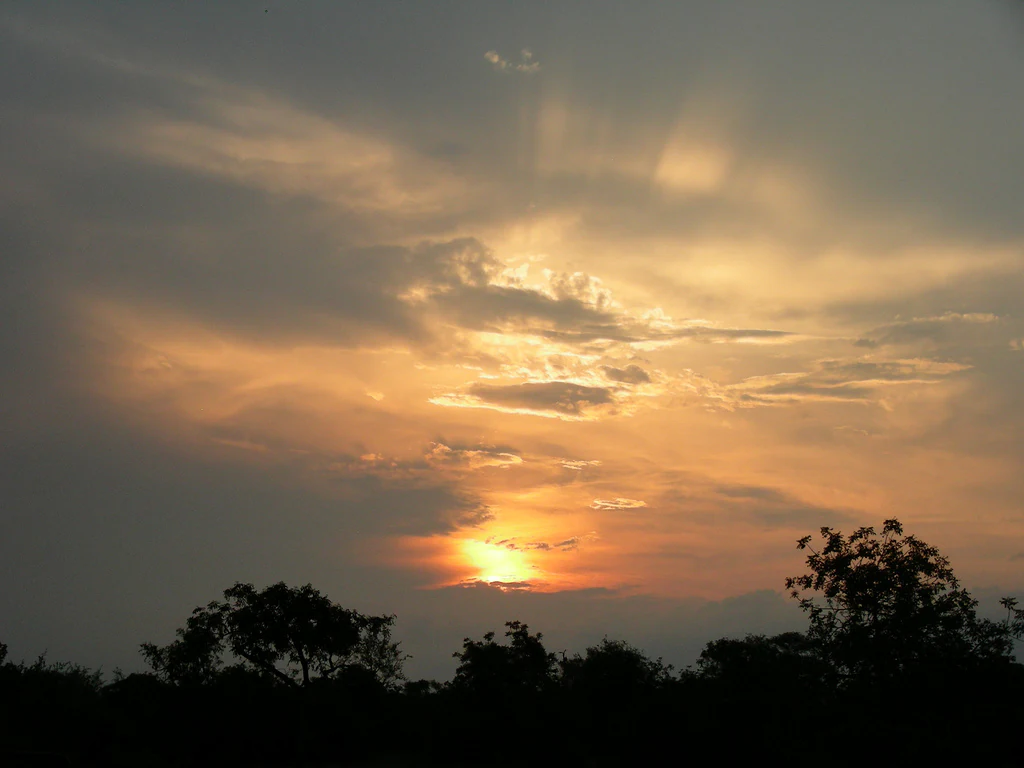 A golden sunset glowing behind dark, silhouetted savanna trees against a cloudy sky.