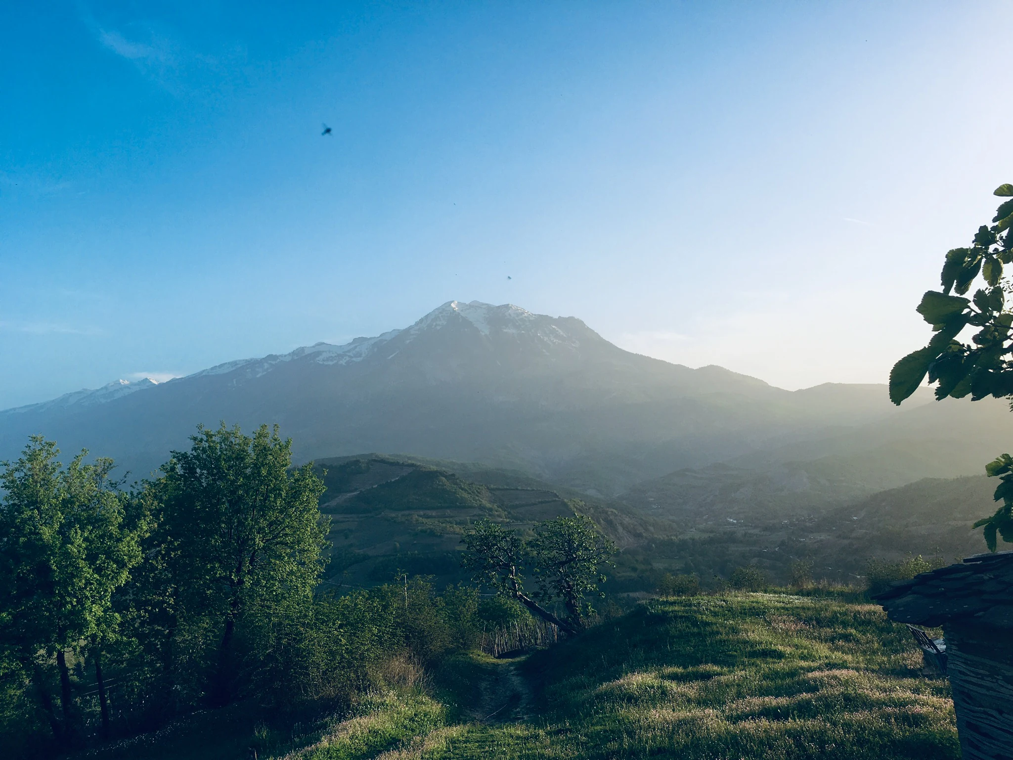 Snow-capped Mount Tomorr visible from a grassy hillside with scattered trees under a clear blue sky