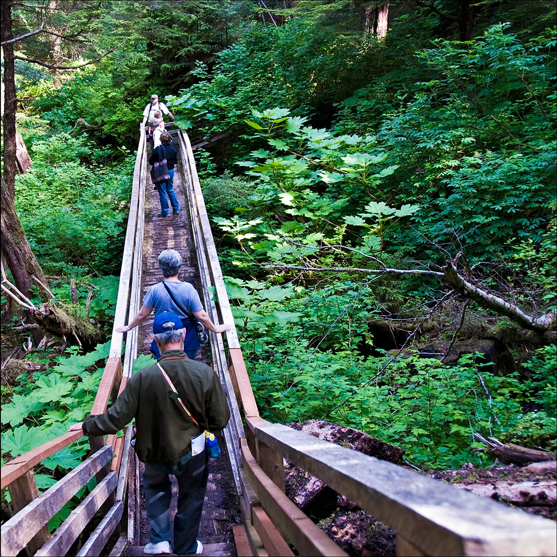 A group of hikers walking away from the camera along a narrow wooden elevated boardwalk winding through dense, bright green forest foliage.