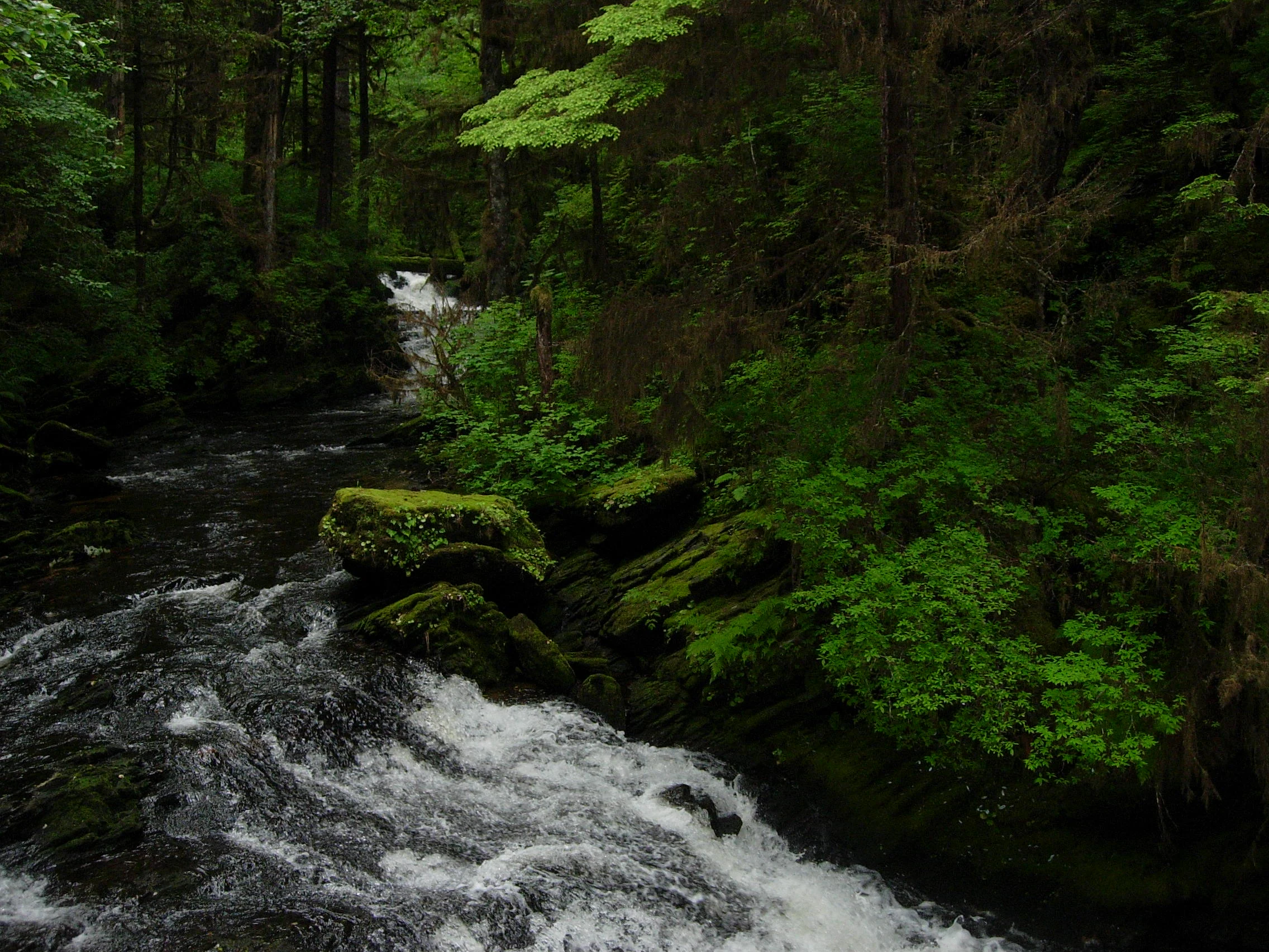 A rushing creek flows over dark, moss-covered rocks through a dense green temperate rainforest.
