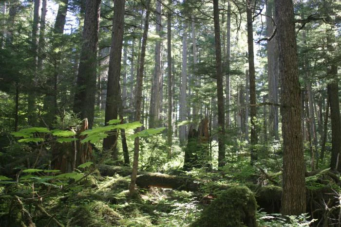 A dense temperate rainforest with tall conifer trees, mossy logs on the forest floor, and filtered sunlight filtering through the canopy.