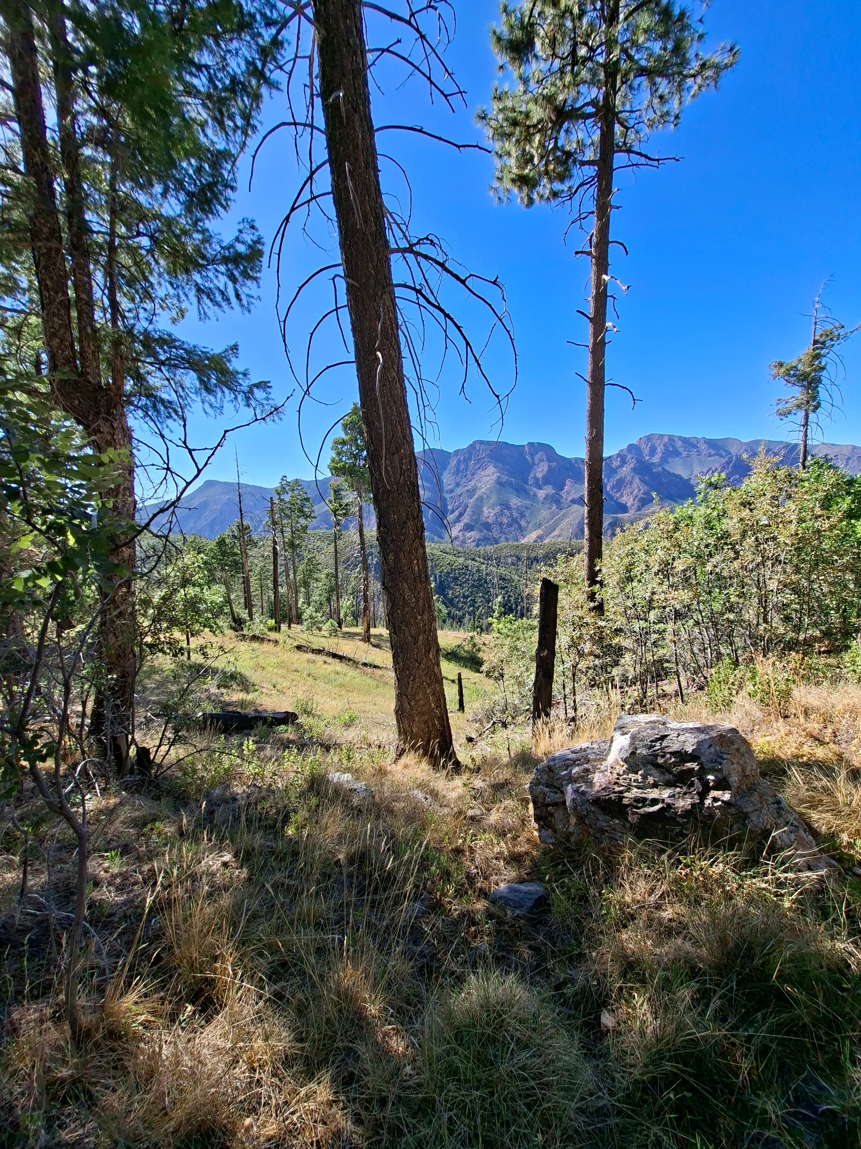 Un paisaje montañoso soleado con altos pinos en primer plano, una pradera herbosa y escarpadas crestas montañosas al fondo bajo un cielo azul despejado.