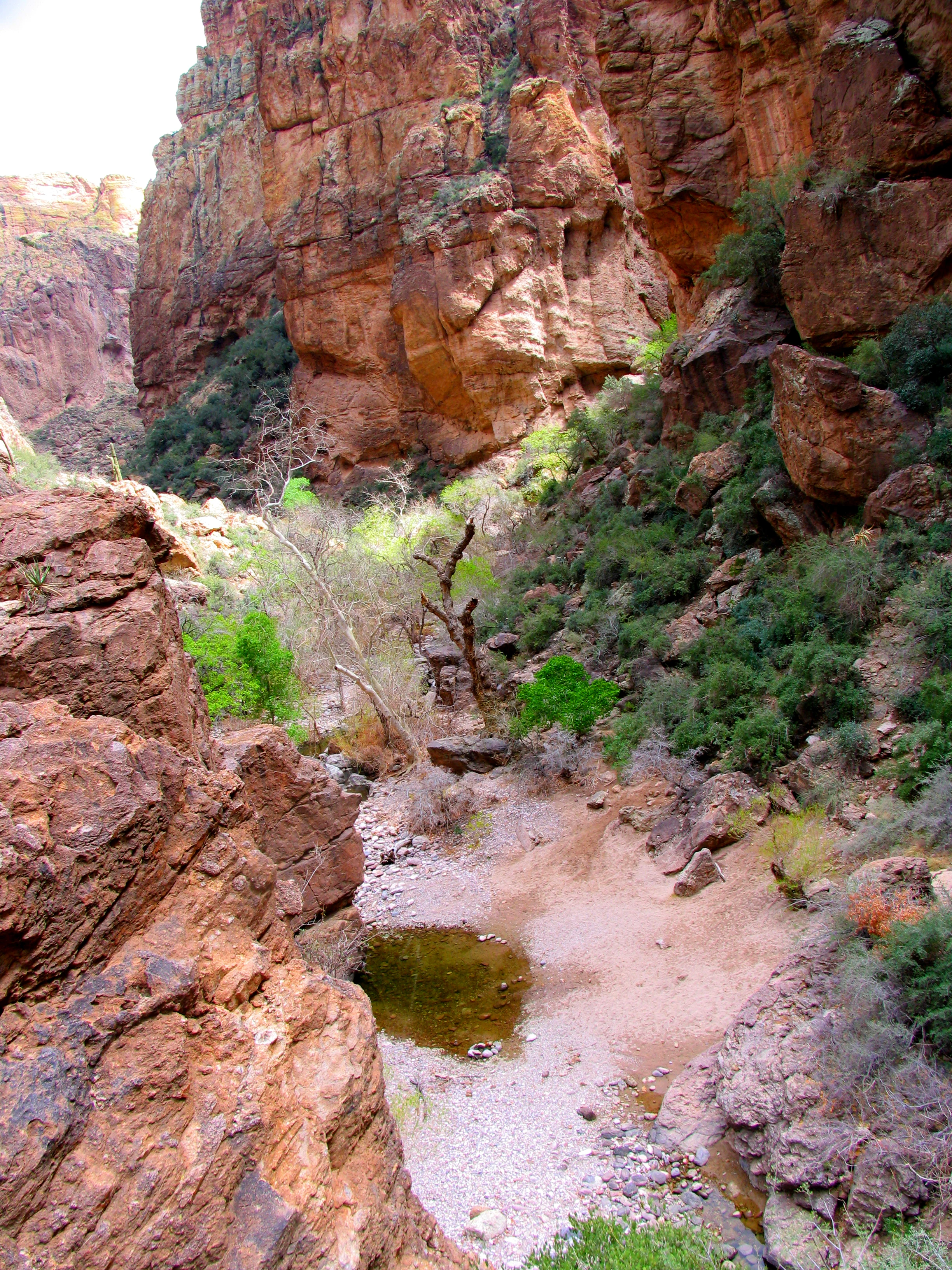 Una pequeña charca de agua en un arroyo seco y rocoso, rodeada de altas paredes de cañón rojo y vegetación desértica arbustiva.
