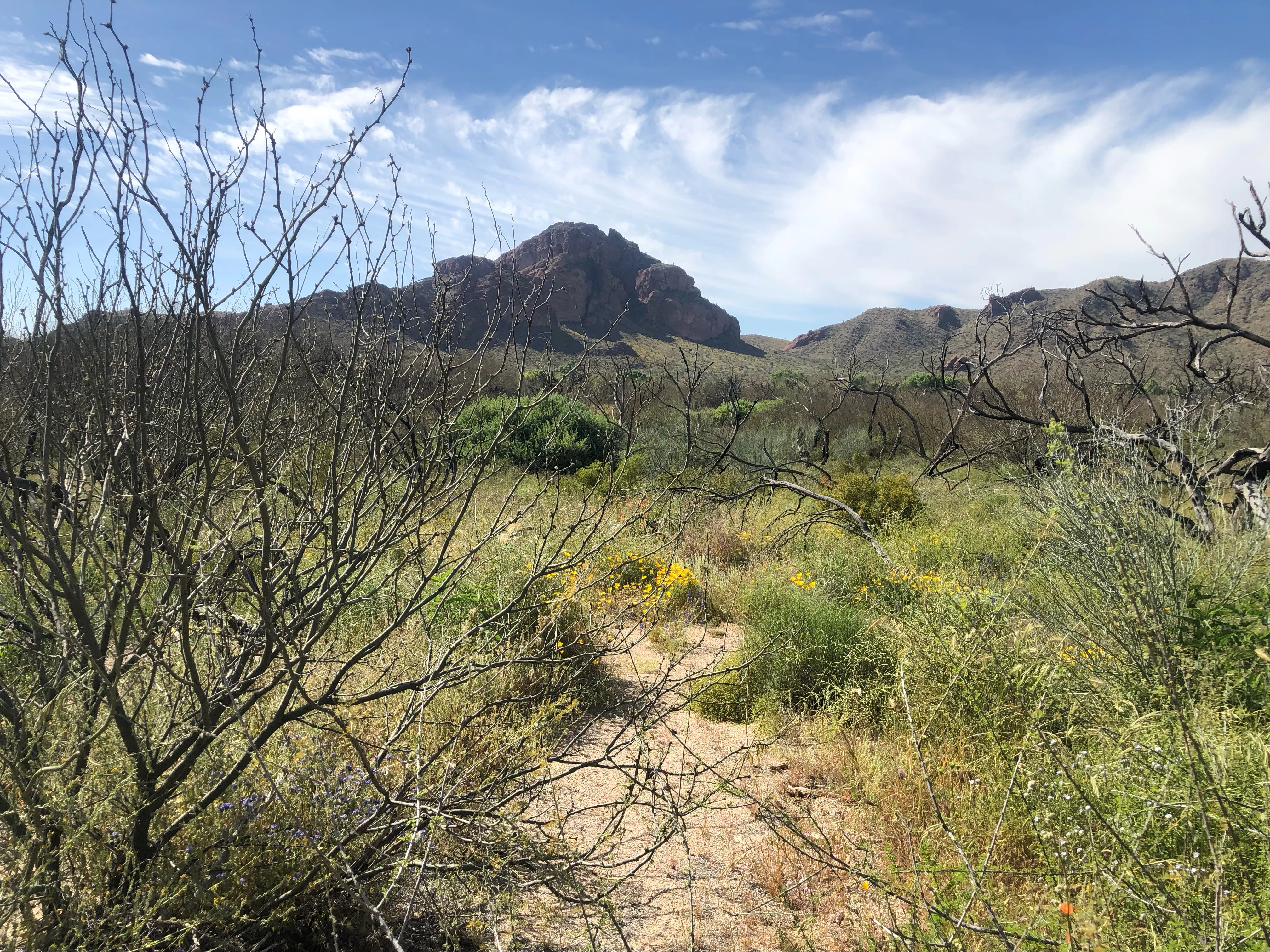 Un sendero desértico conduce entre matorrales y vegetación dispersa hacia una prominente cumbre rocosa bajo un cielo azul con nubes finas.