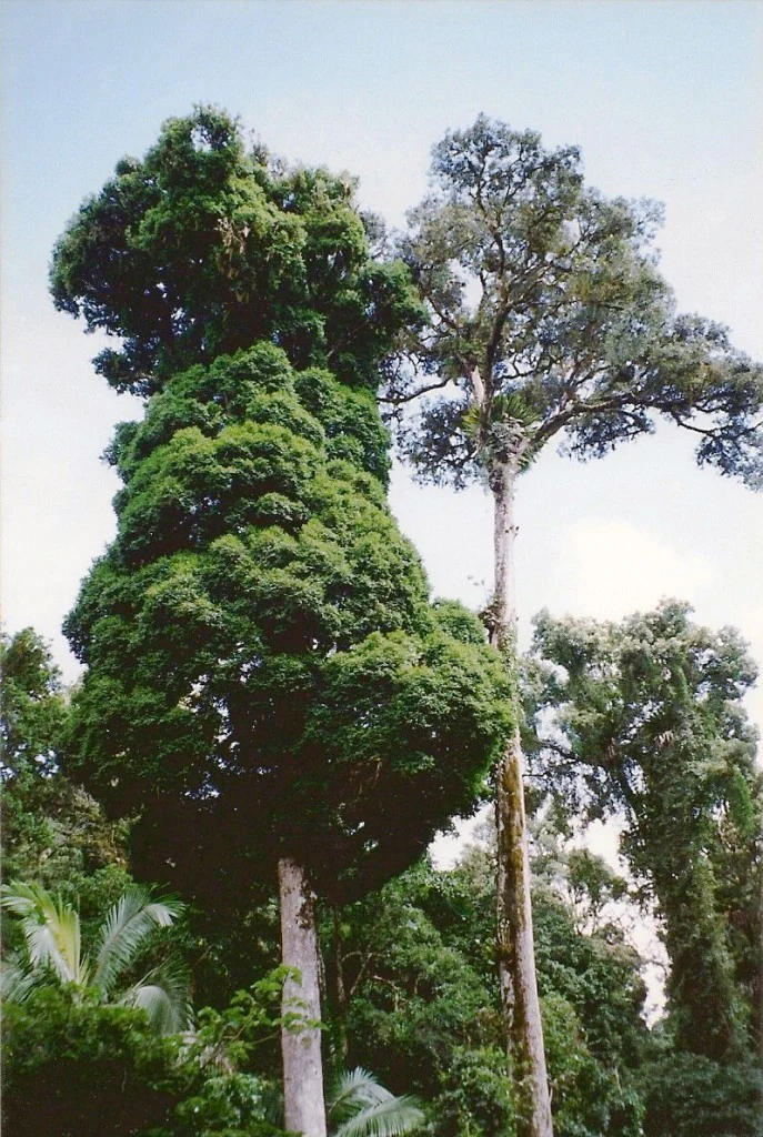 Tall trees with dense green canopies in a rainforest setting