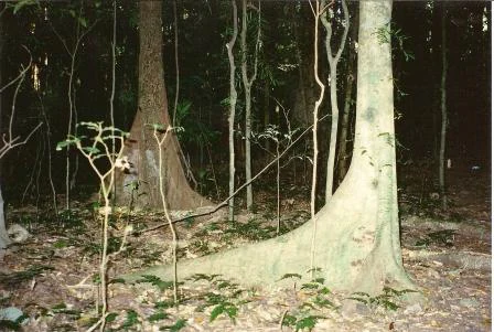 Tall trees with buttress roots in a dense forest with leaf litter and low vegetation