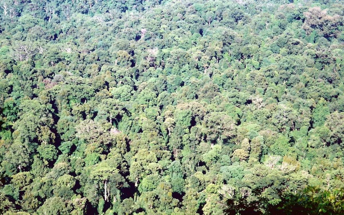 A wide aerial view of dense green subtropical rainforest with varied foliage.
