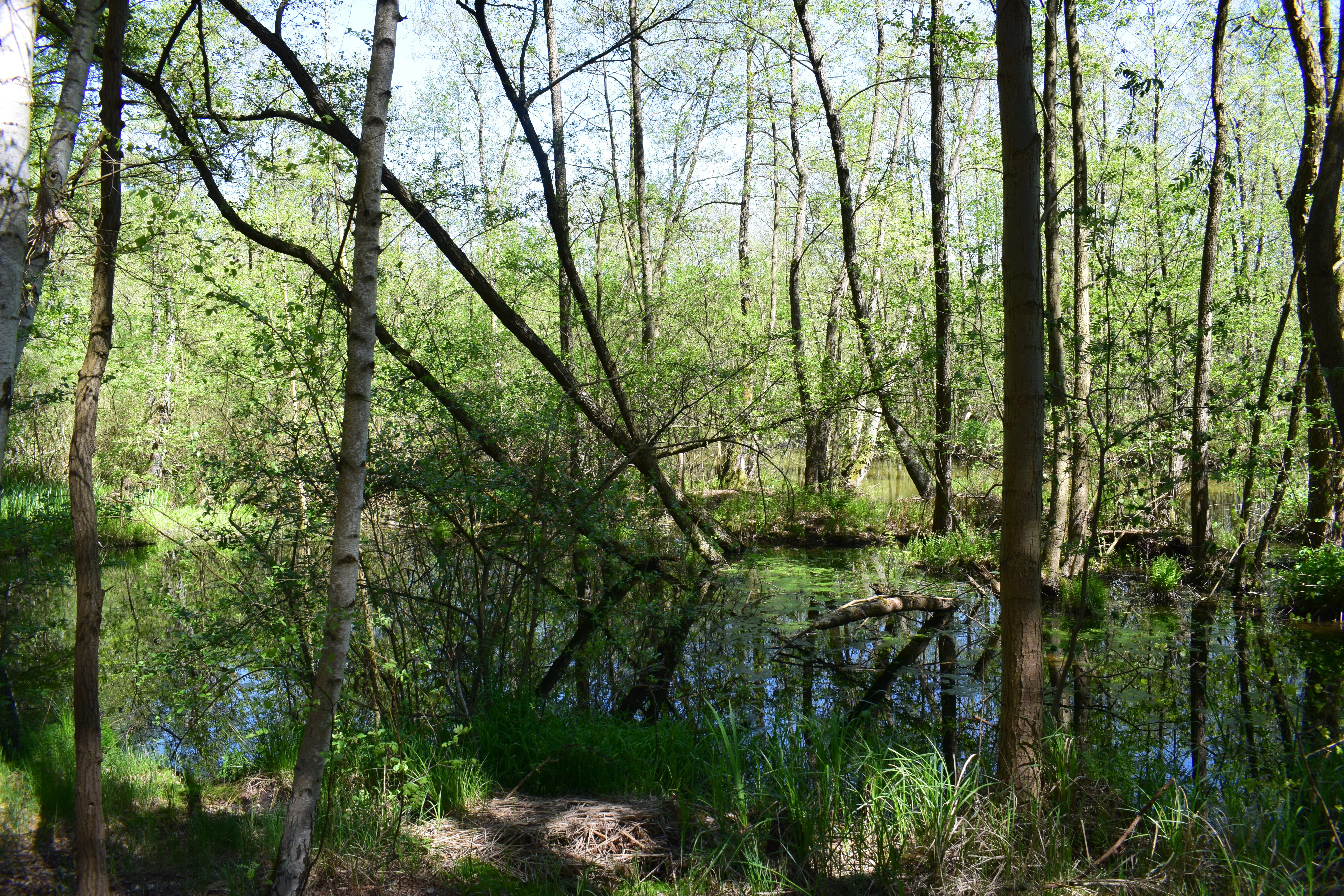 A canal flows through a dense, green wetland forest with many thin tree trunks and reflective water.