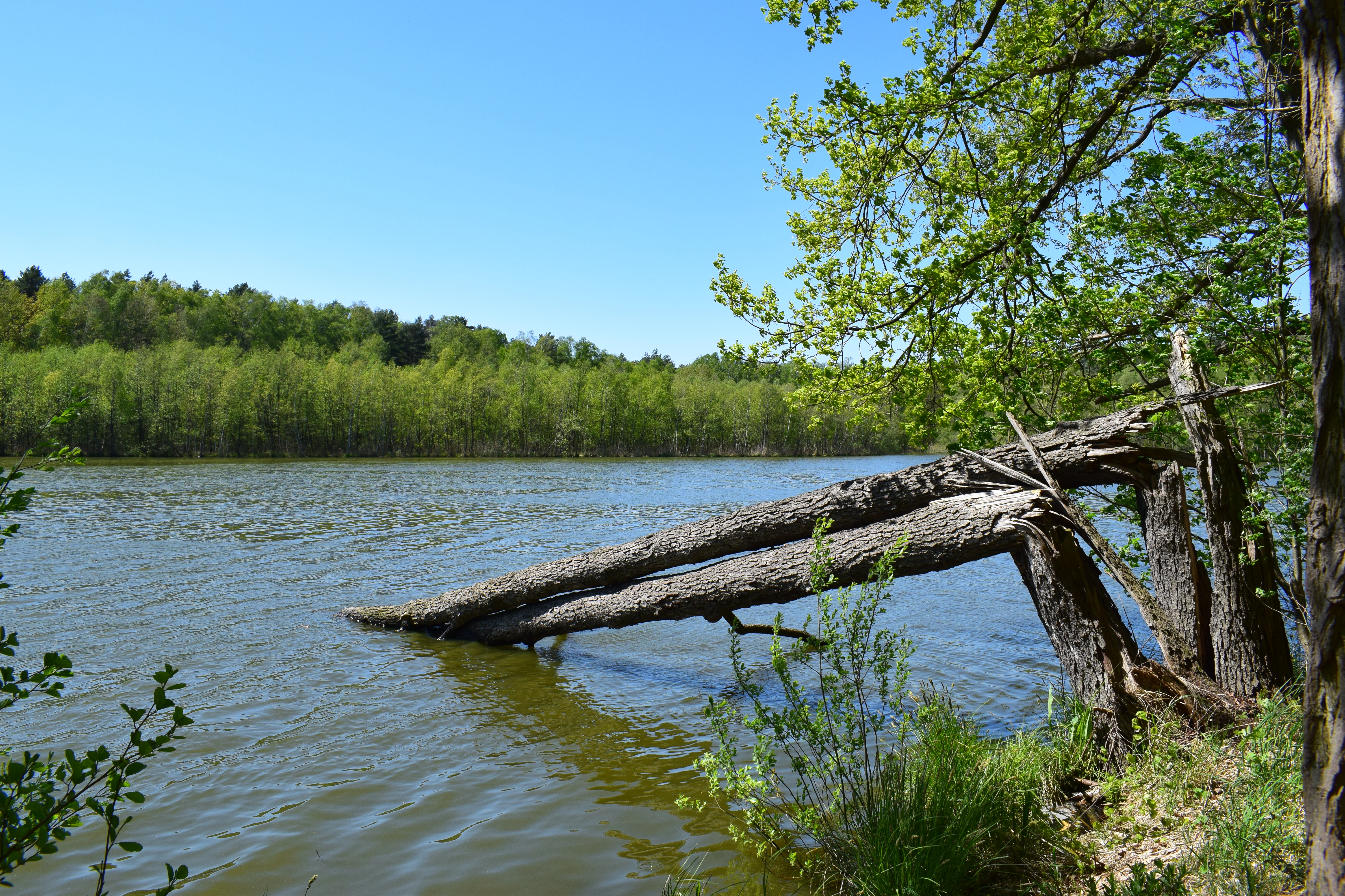 A fallen tree trunk extends into the water of a calm lake, with lush green trees lining the distant shore under a clear blue sky.