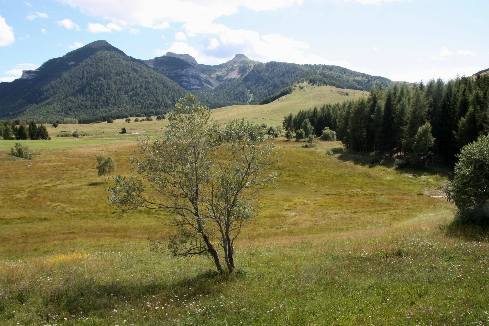 A panoramic view of the rolling meadows and peat bog area of Torbiera delle Viote in front of the Monte Bondone mountain range.