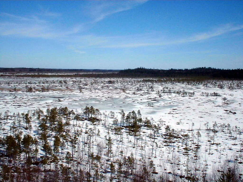 A wide view of Torronsuo National Park's snow-covered bog with scattered trees and forest in the background
