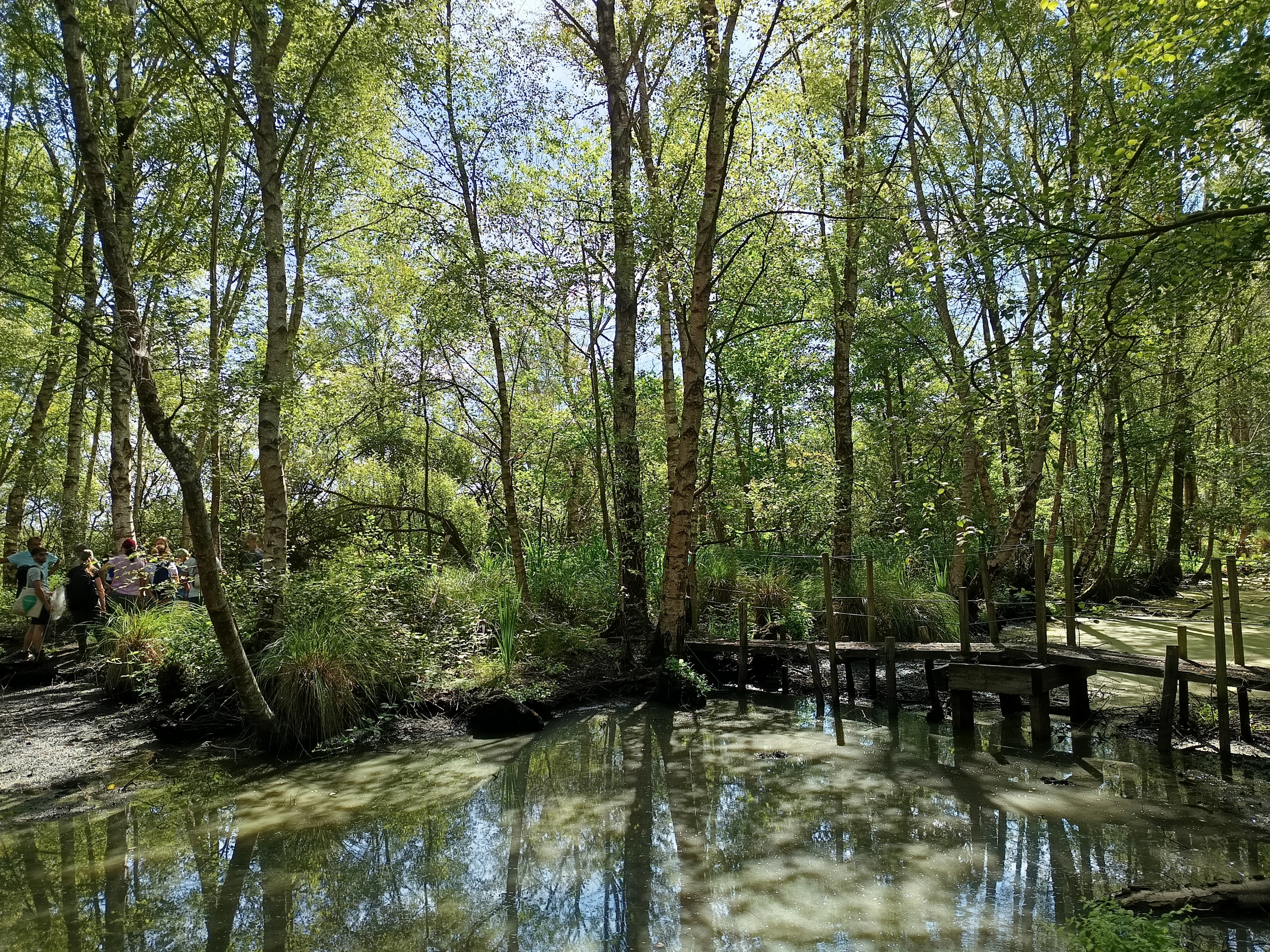 A sunny, wooded peat bog scene featuring a shallow channel of water, mature trees with dappled light, and a rustic wooden bridge structure.