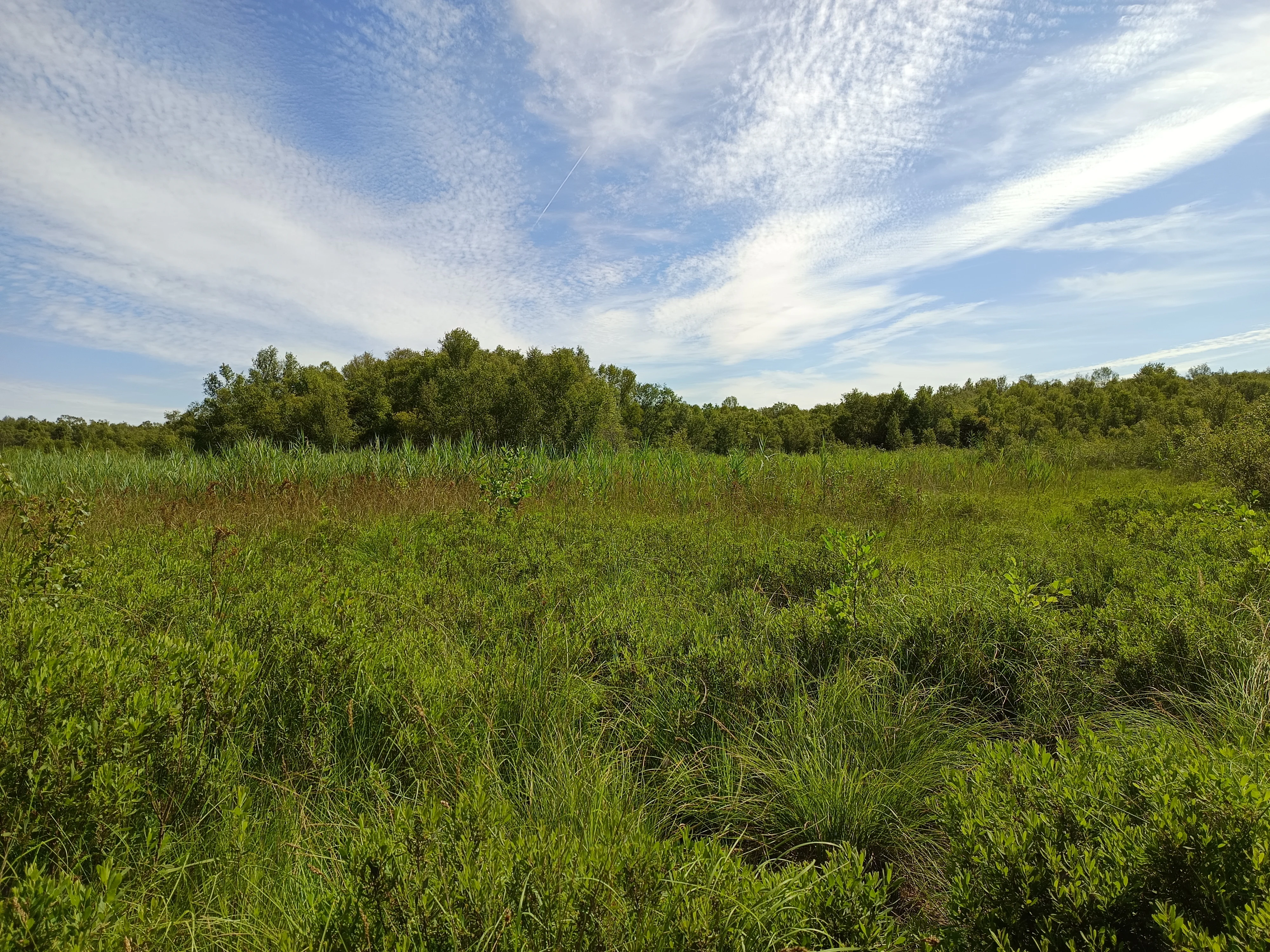 A wide, sunny view of a flat wetland area filled with tall green grasses and sedges, leading to a line of trees in the background under a blue sky with thin clouds.