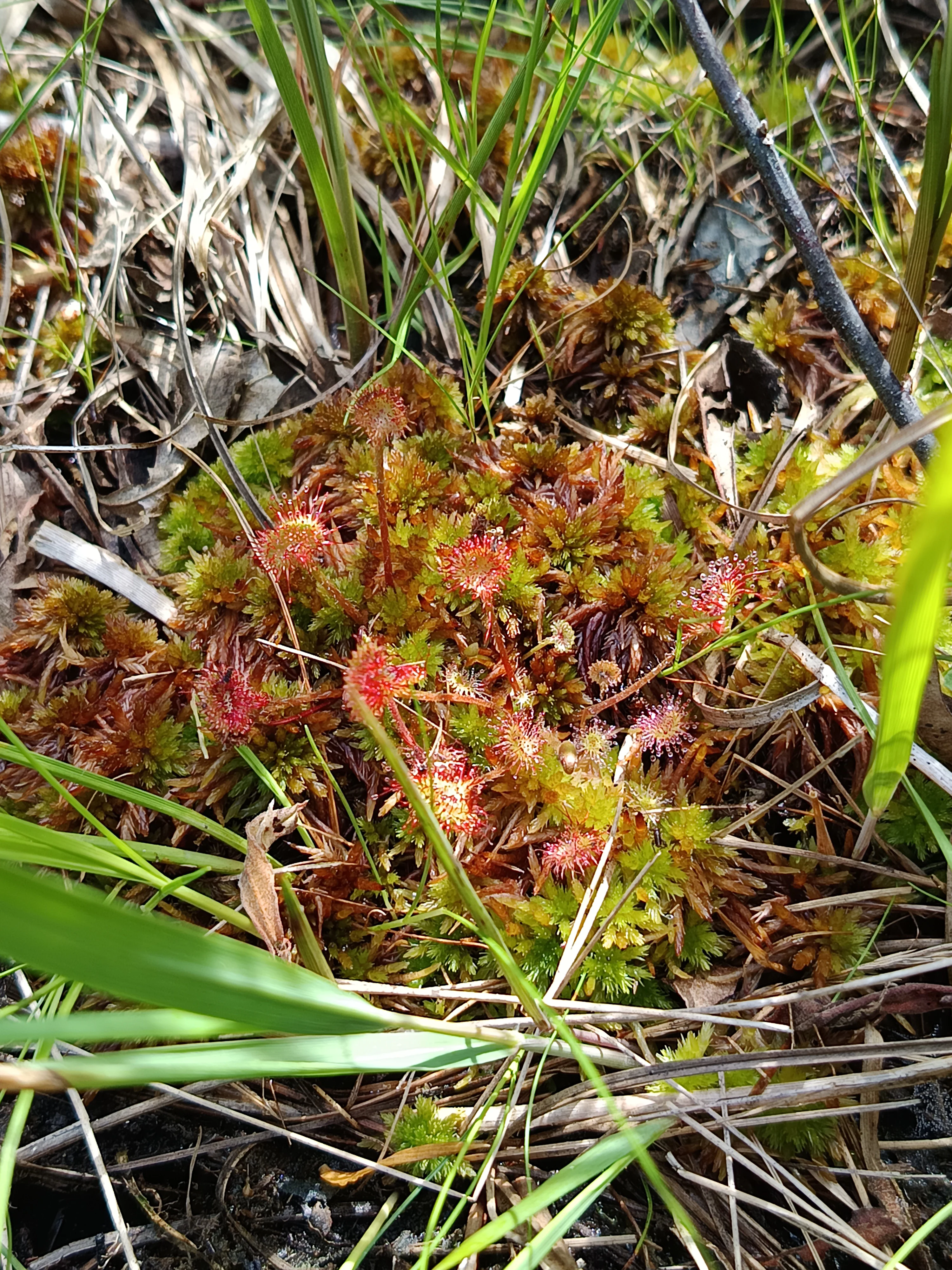 A close-up view of a round-leaved sundew plant with small, red, glandular circular leaves, nestled among green moss and blades of grass.