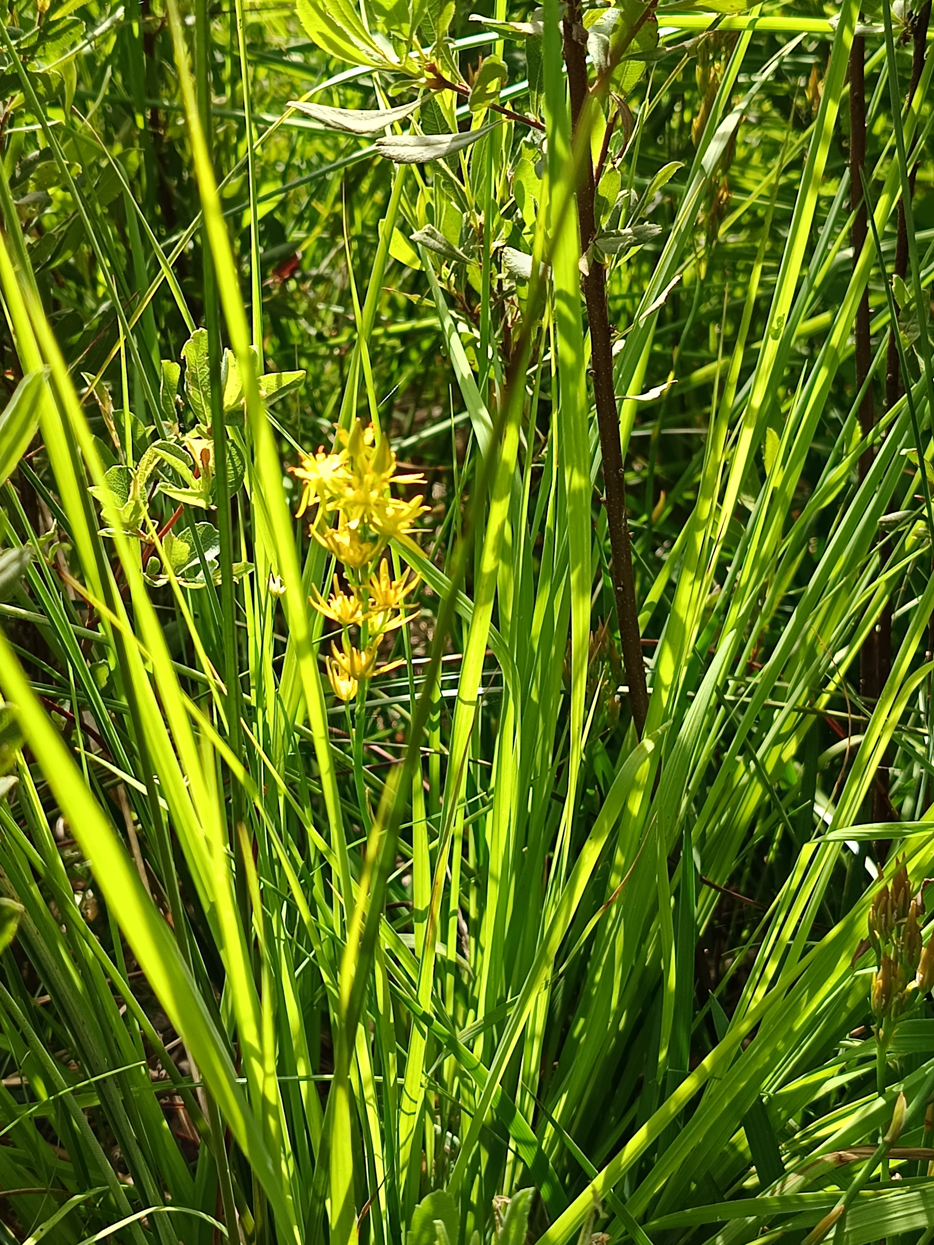 A close-up view of bright yellow Bog asphodel flowers emerging from dense, tall green grasses in a wetland setting.