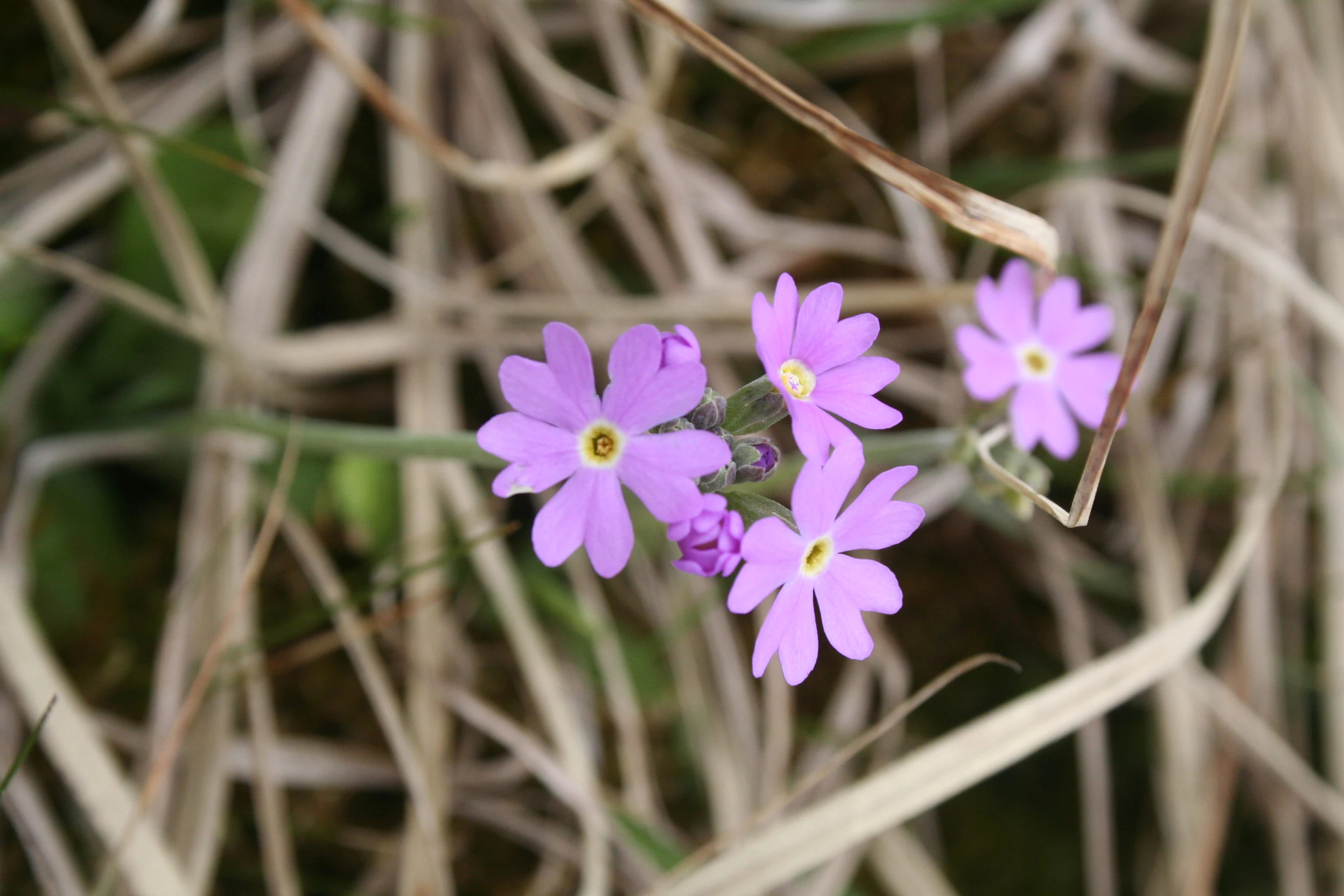 Un grupo de pequeñas flores de color lila claro con centros amarillos, conocidas como prímula de ojo de pájaro, floreciendo entre tallos secos de hierba de color tostado.