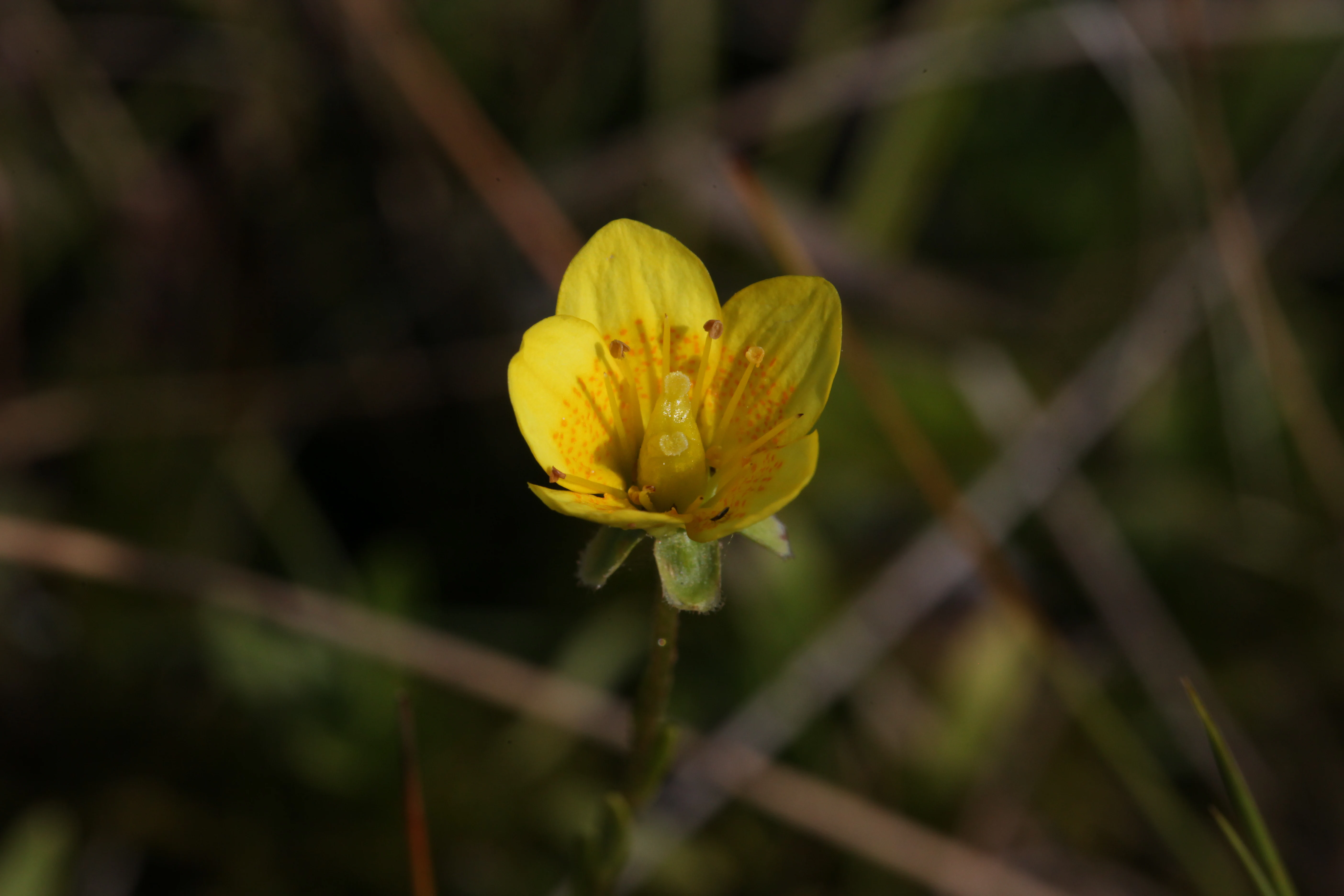 Una vista de cerca de una única flor amarilla brillante de Saxifraga hirculus en flor, rodeada de vegetación herbácea borrosa.