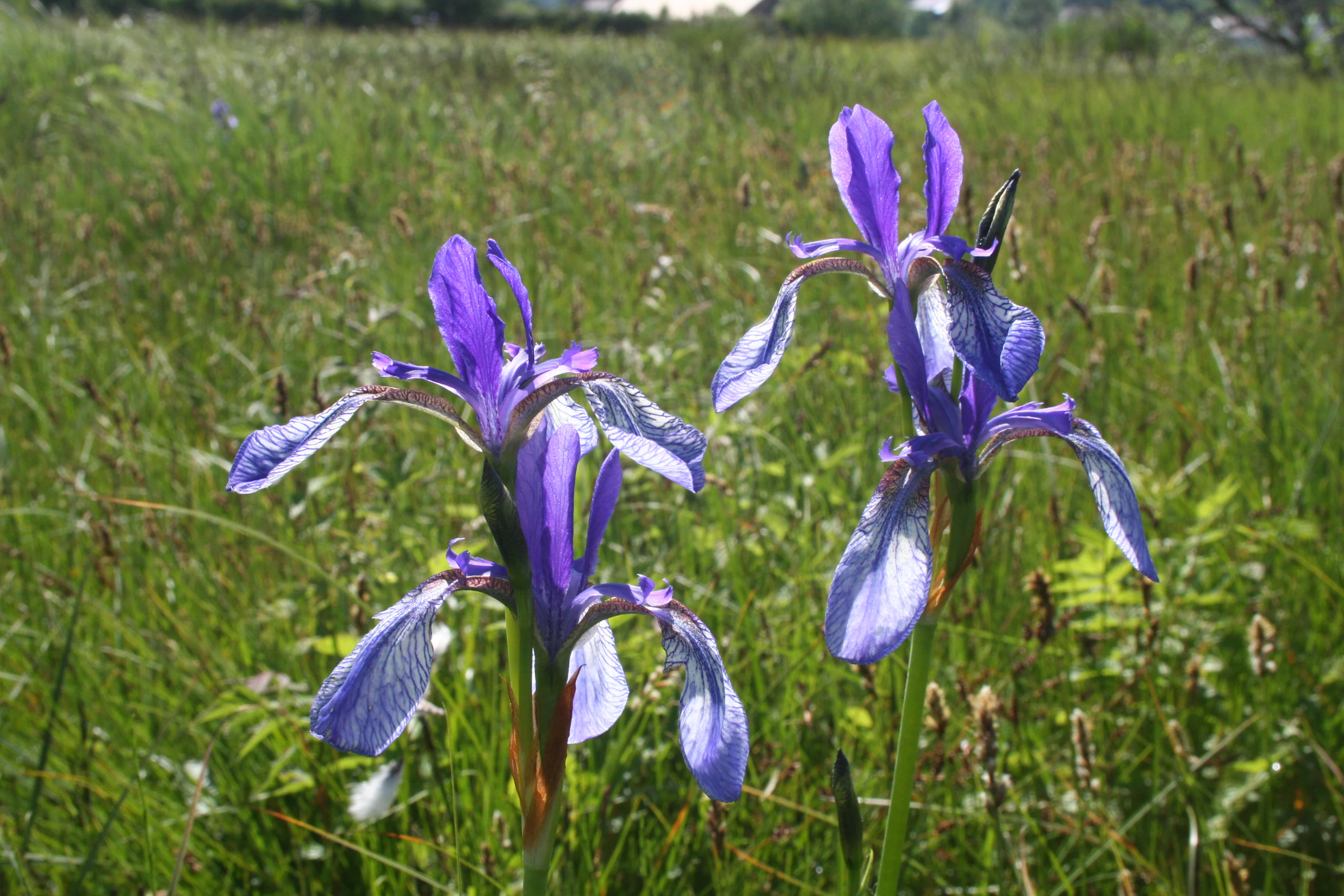 Dos flores de lirio siberiano de color púrpura en plena floración, erguidas en una pradera de hierba verde y exuberante bajo la luz brillante del sol.