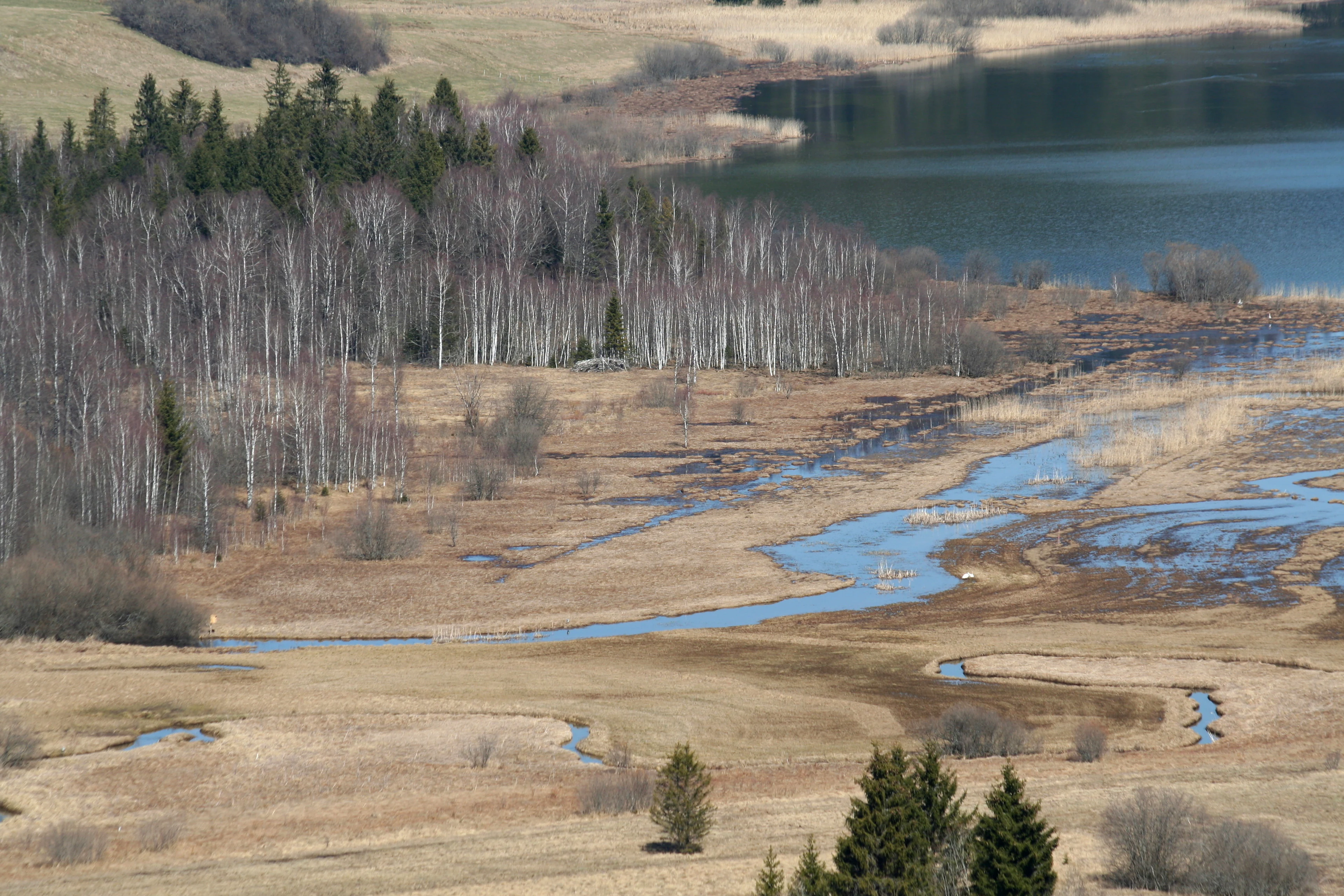 Una toma panorámica de gran angular de la turbera de Crossat, que muestra un arroyo serpenteante que atraviesa praderas pantanosas de tonos marrones, con una hilera de abedules de ramas desnudas que separa el humedal de un lago.