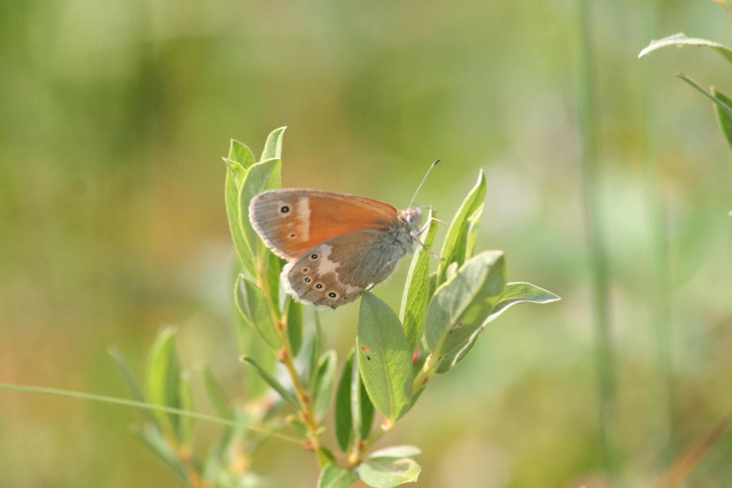 Una vista de cerca de una mariposa con alas anaranjadas y grises posada sobre el tallo de una planta verde.