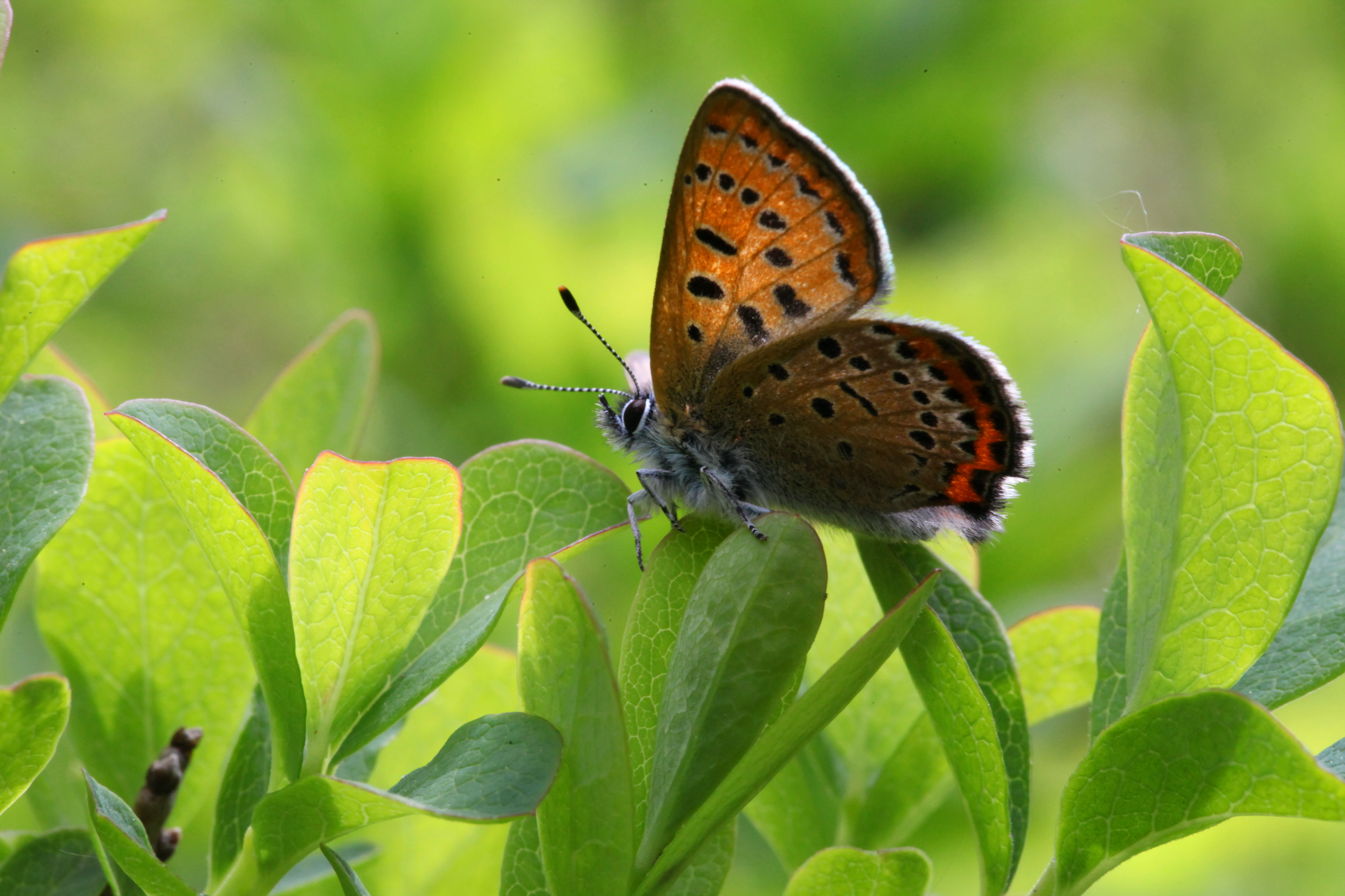 Una fotografía en primer plano de una pequeña mariposa naranja con manchas negras posada sobre hojas verdes brillantes.