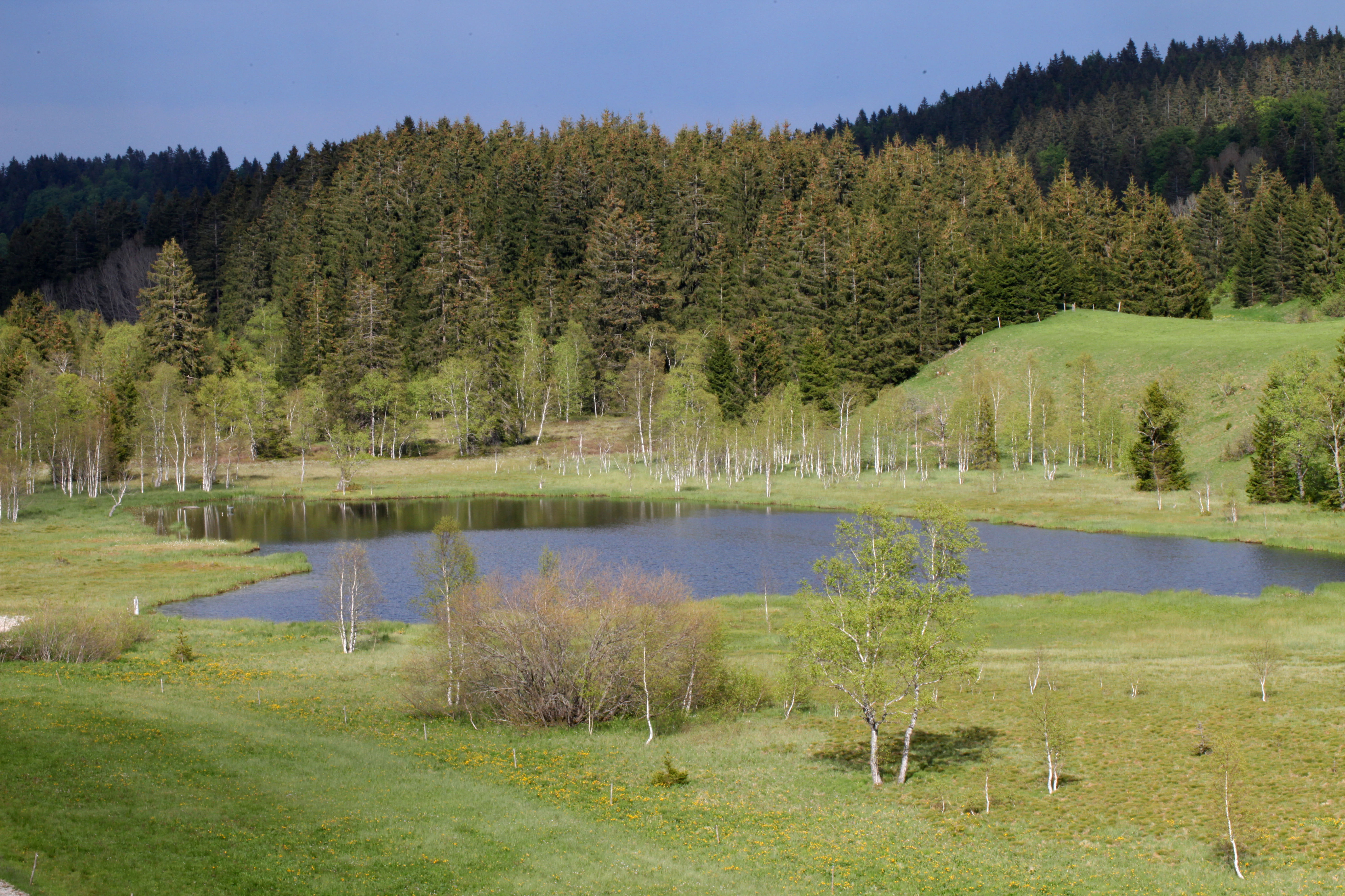 Una vista paisajística tranquila de un pequeño estanque en Etang des Pontets, rodeado de prados verdes, árboles dispersos y un denso bosque de coníferas en la ladera.