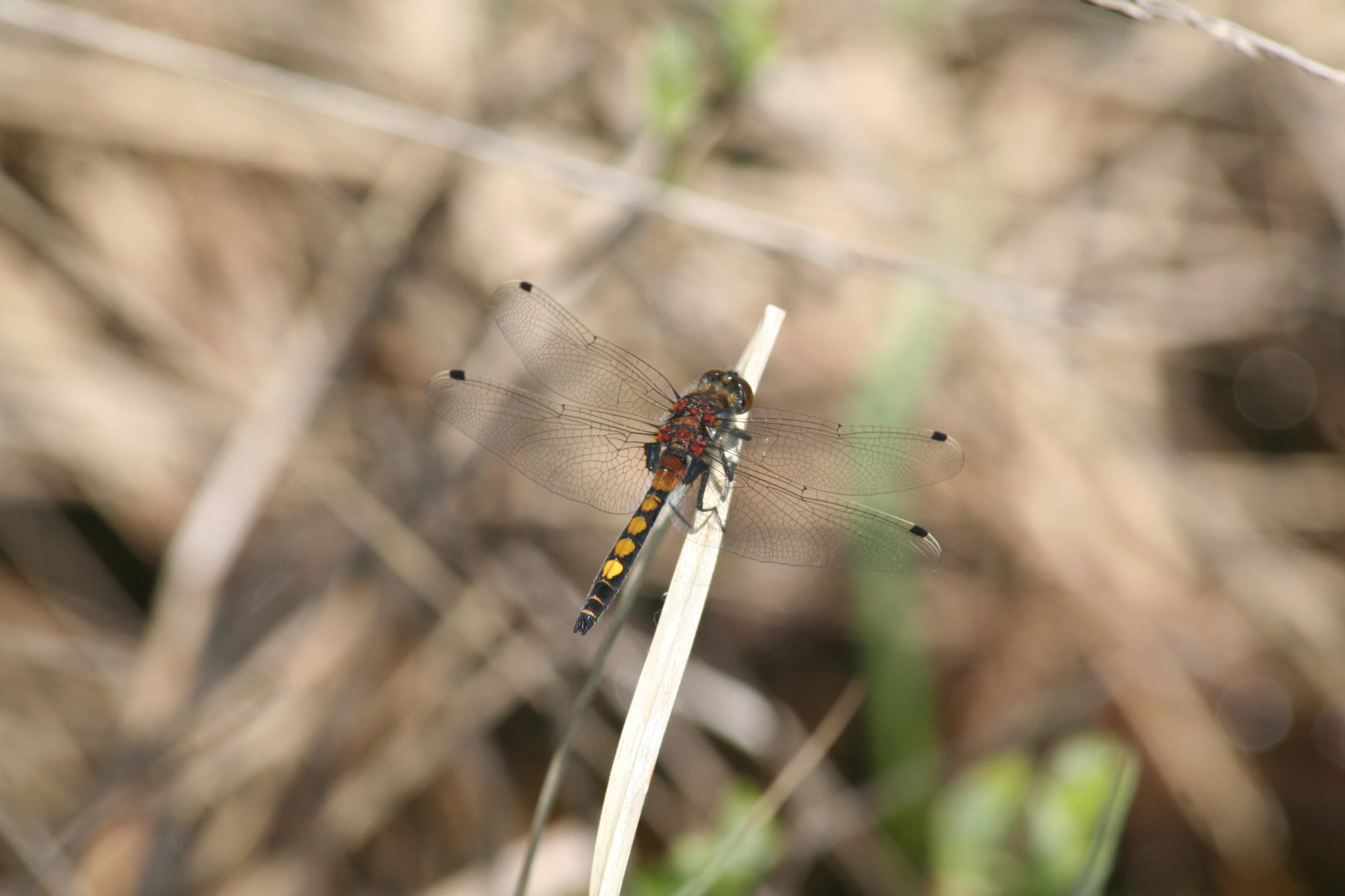 Una vista de cerca de una libélula Leucorrhinia pectoralis con distintivas manchas amarillas en su abdomen, posada sobre una única brizna de hierba seca en posición vertical.