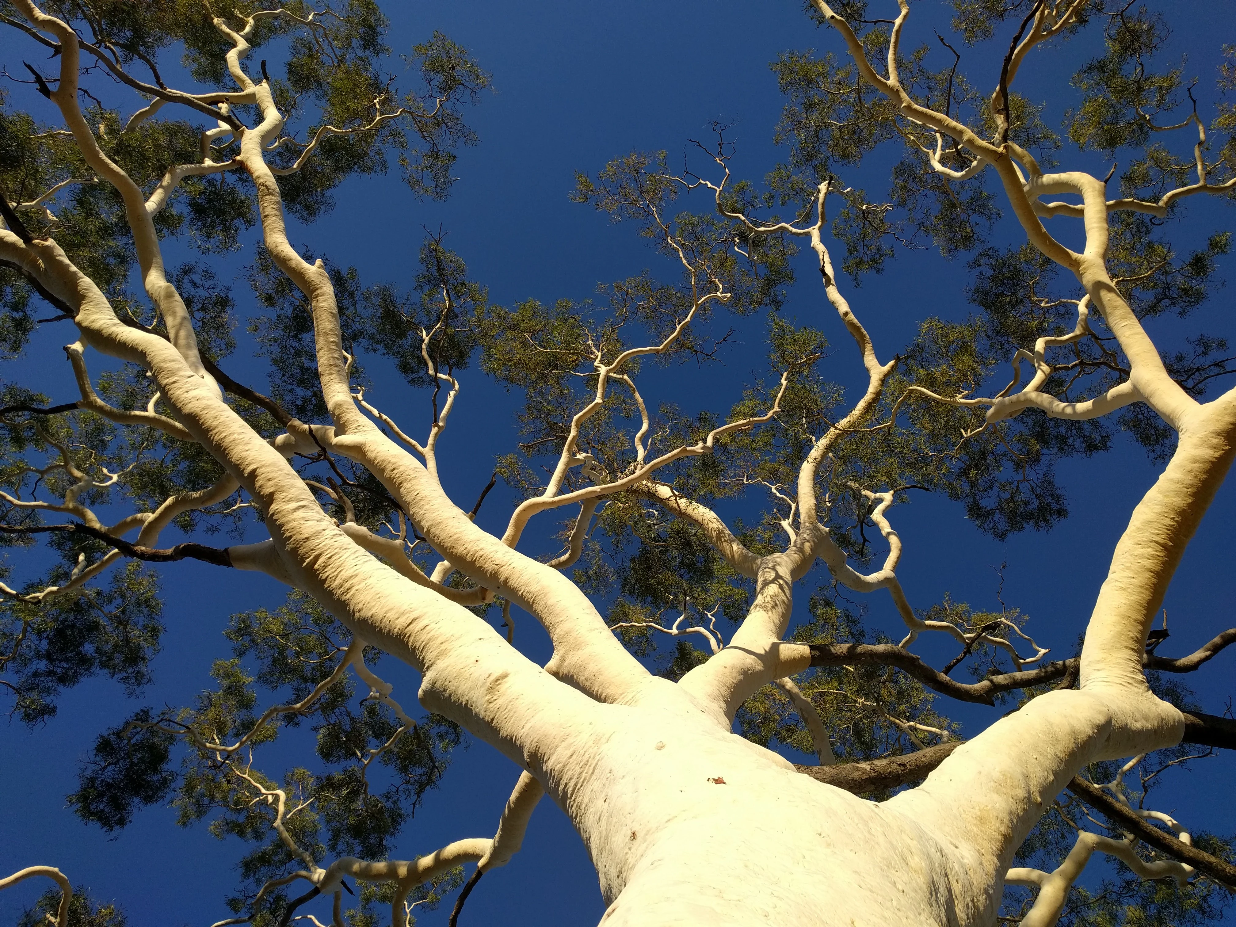 Low-angle shot looking up at the pale white trunk and twisting branches of a ghost gum tree silhouetted against a deep blue sky.