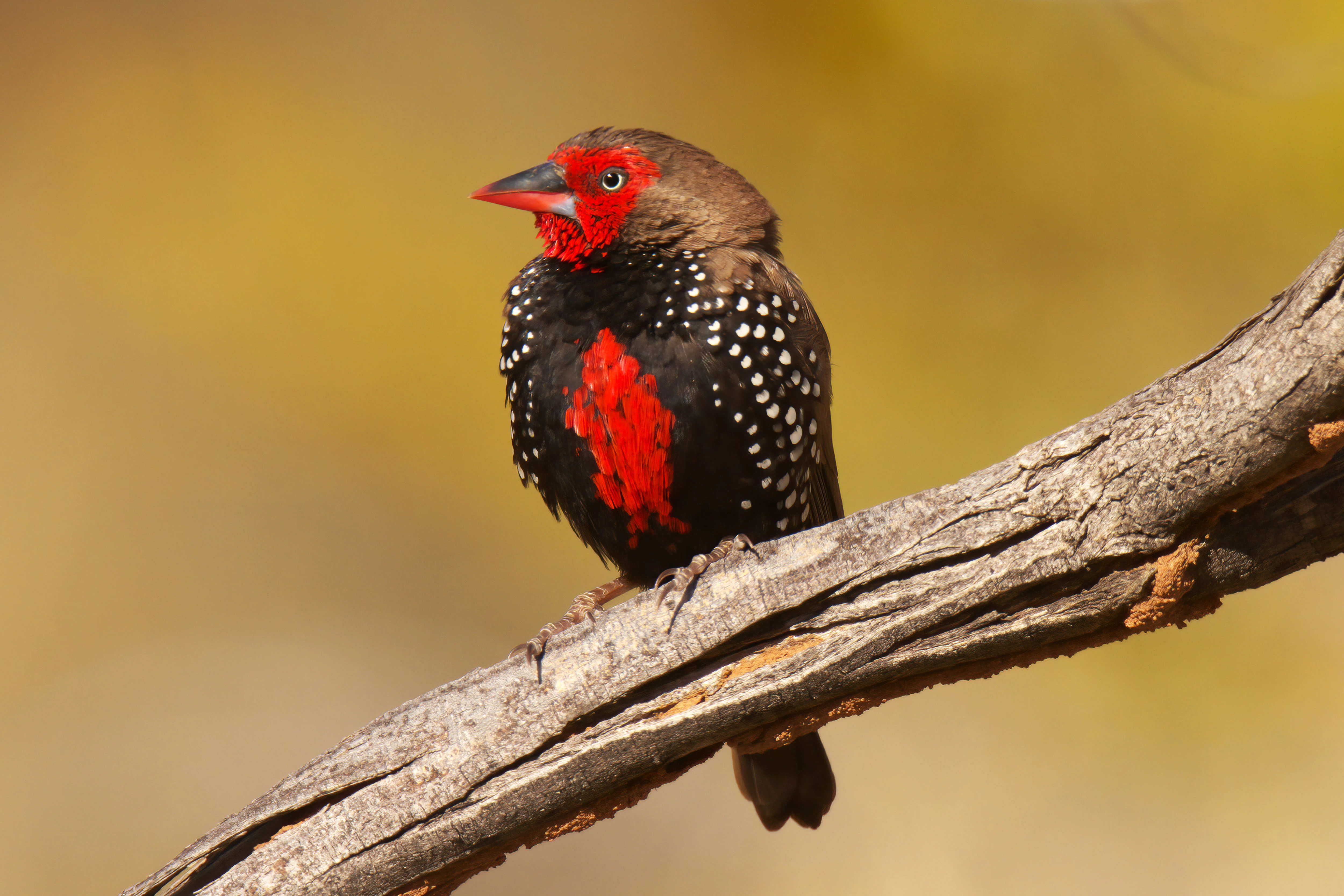 A close up view of a painted finch bird perched on a textured, weathered tree branch against a blurred golden background.