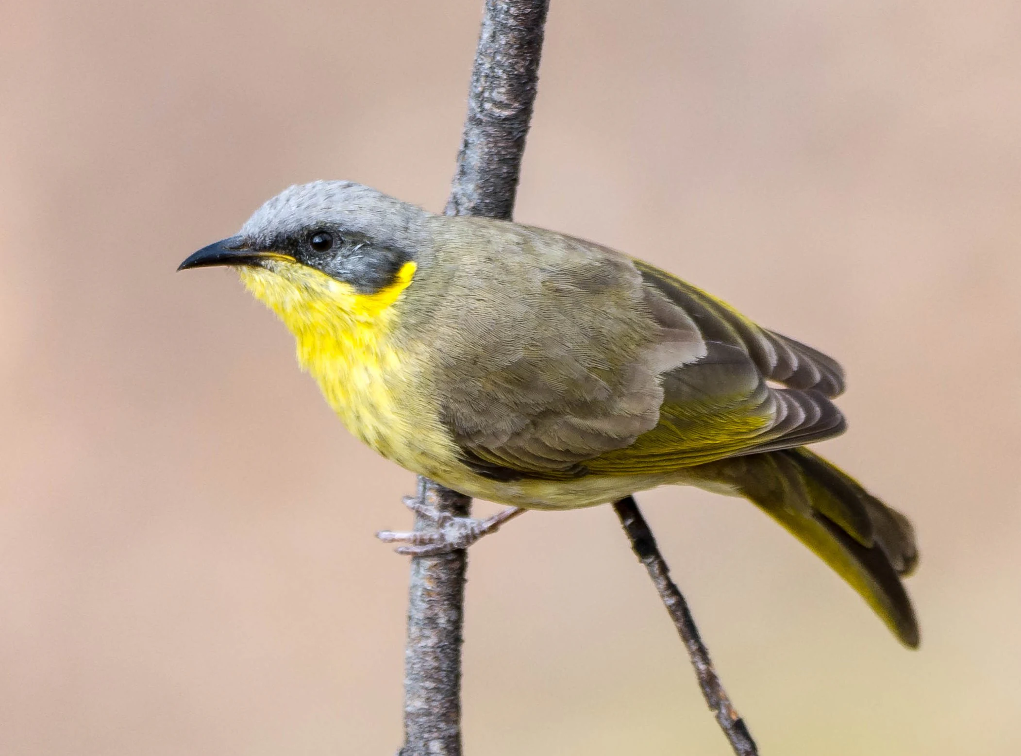 A small grey-headed honeyeater bird with olive-green wings and a bright yellow throat perched on a thin, vertical brown twig against a blurred light-brown background.