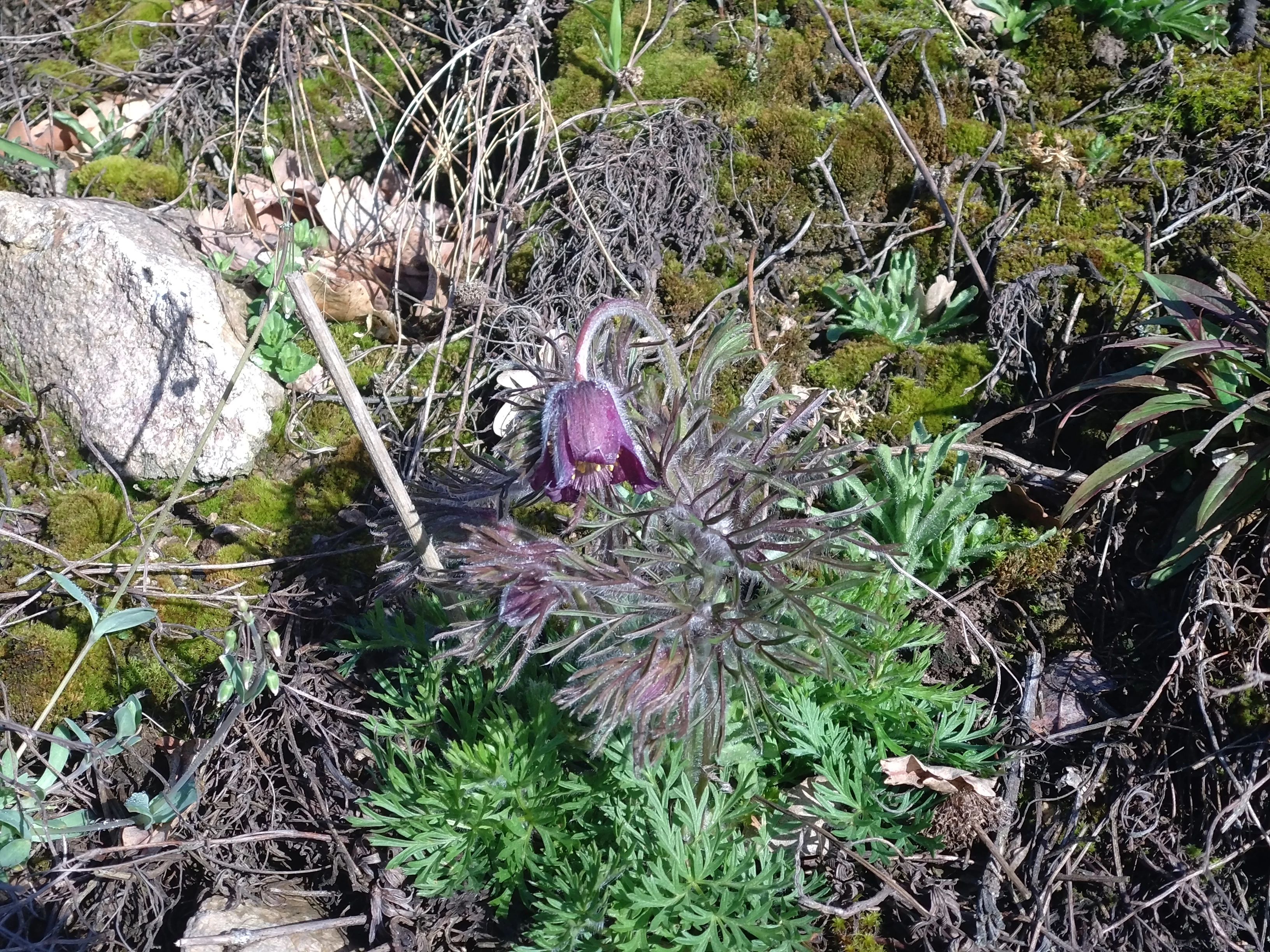 Una pulsatilla de color morado con follaje plumoso que crece entre musgo, hierba seca y una pequeña roca en el suelo.