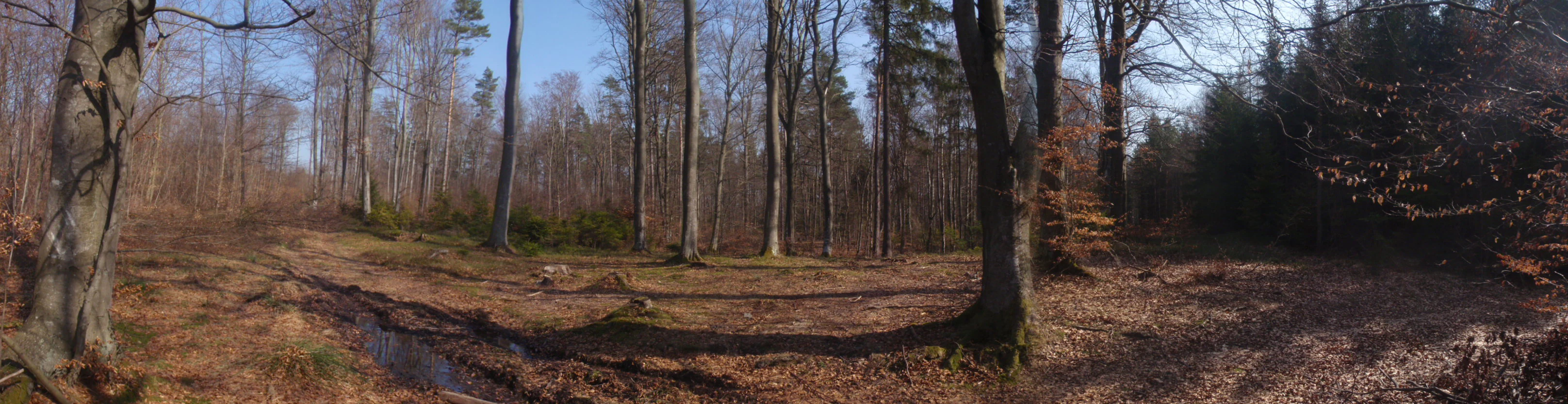 A wide, panoramic shot of a mature deciduous forest in autumn or early spring, with bare trees, leaf litter on the forest floor, and soft shadows cast on the ground.