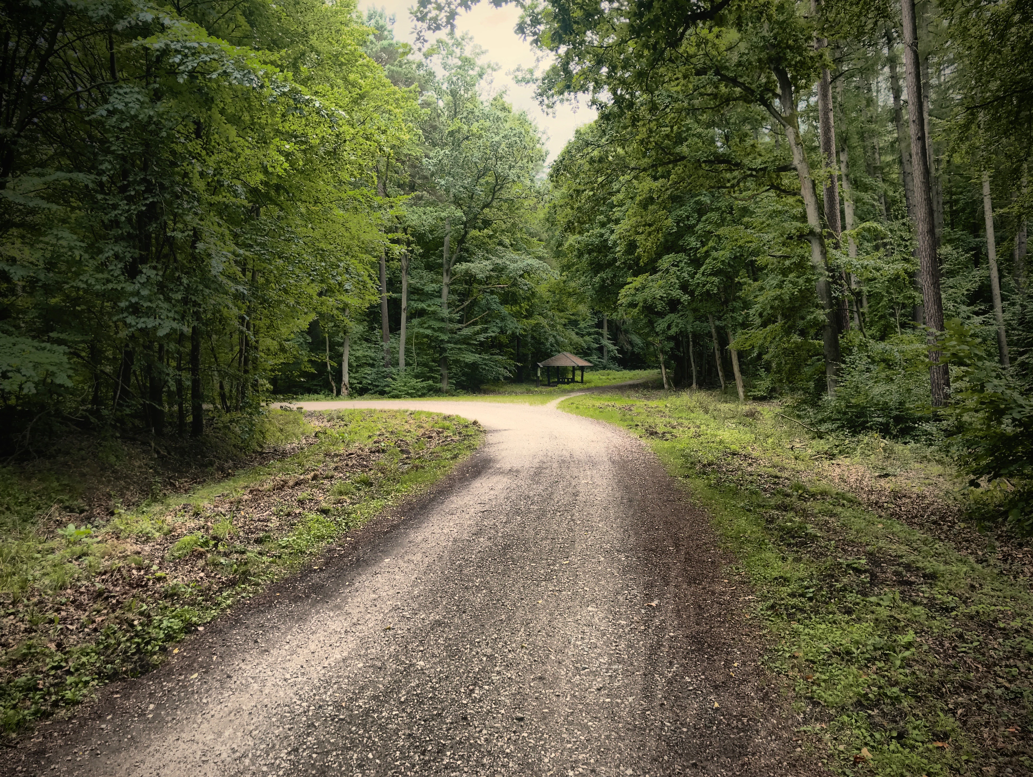 A gravel forest path curves into a dense green woodland, leading to a small wooden gazebo in the distance.