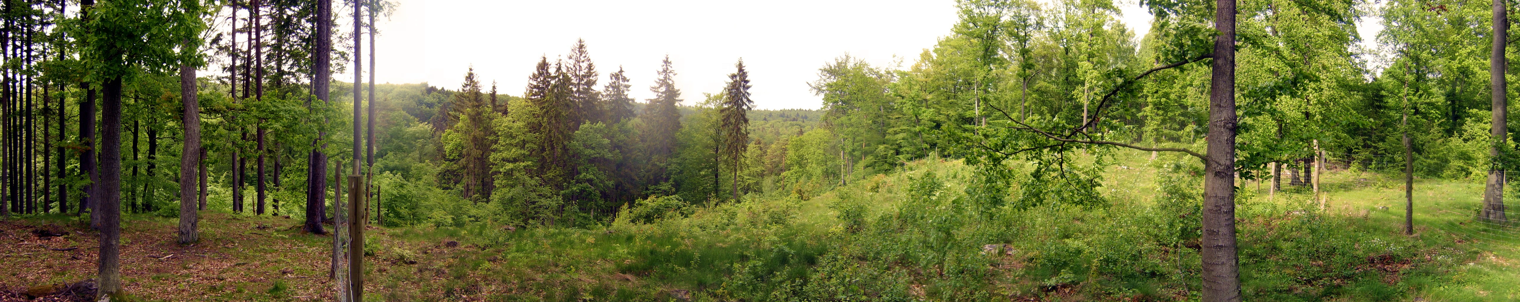 A wide panoramic photograph showing a lush, green deciduous and coniferous forest with gentle slopes and dappled light, captured during the daytime.