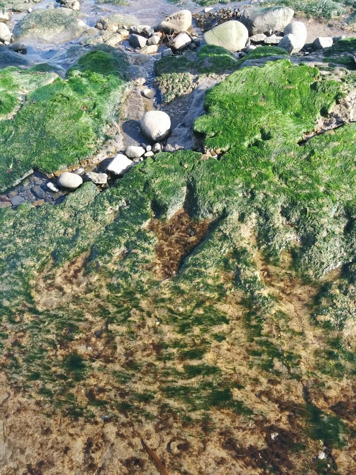 A close-up, high-angle view of a fossilized three-toed dinosaur footprint imprinted into rock, covered partly by green seaweed and tide-washed sediment on a coastal shore.