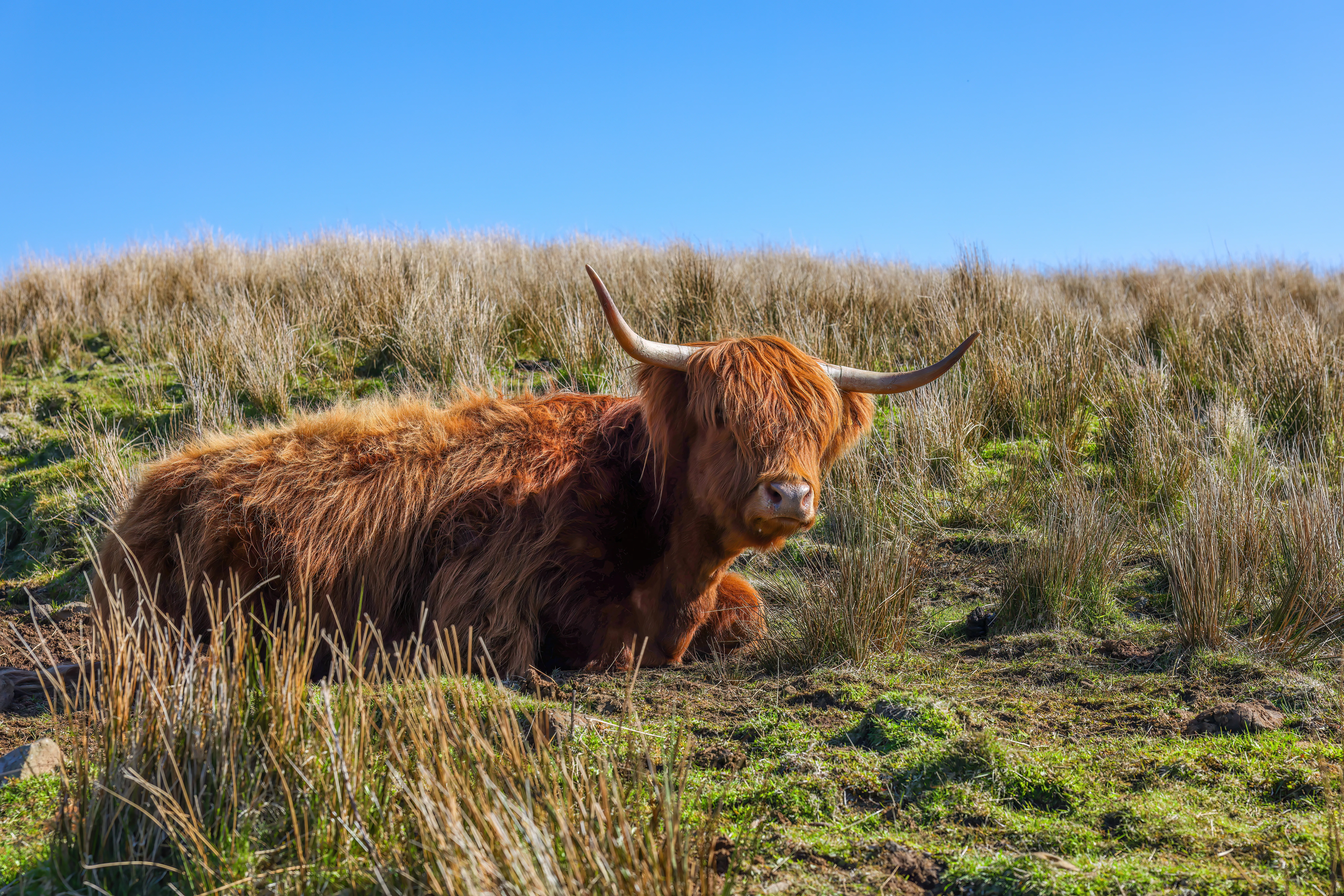 A brown, long-haired Highland cow with large horns lying down in a field of dry grass and moss.