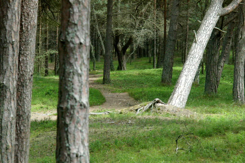 A narrow dirt path winds through a pine forest with grassy ground cover and several pine trees in the foreground and background.