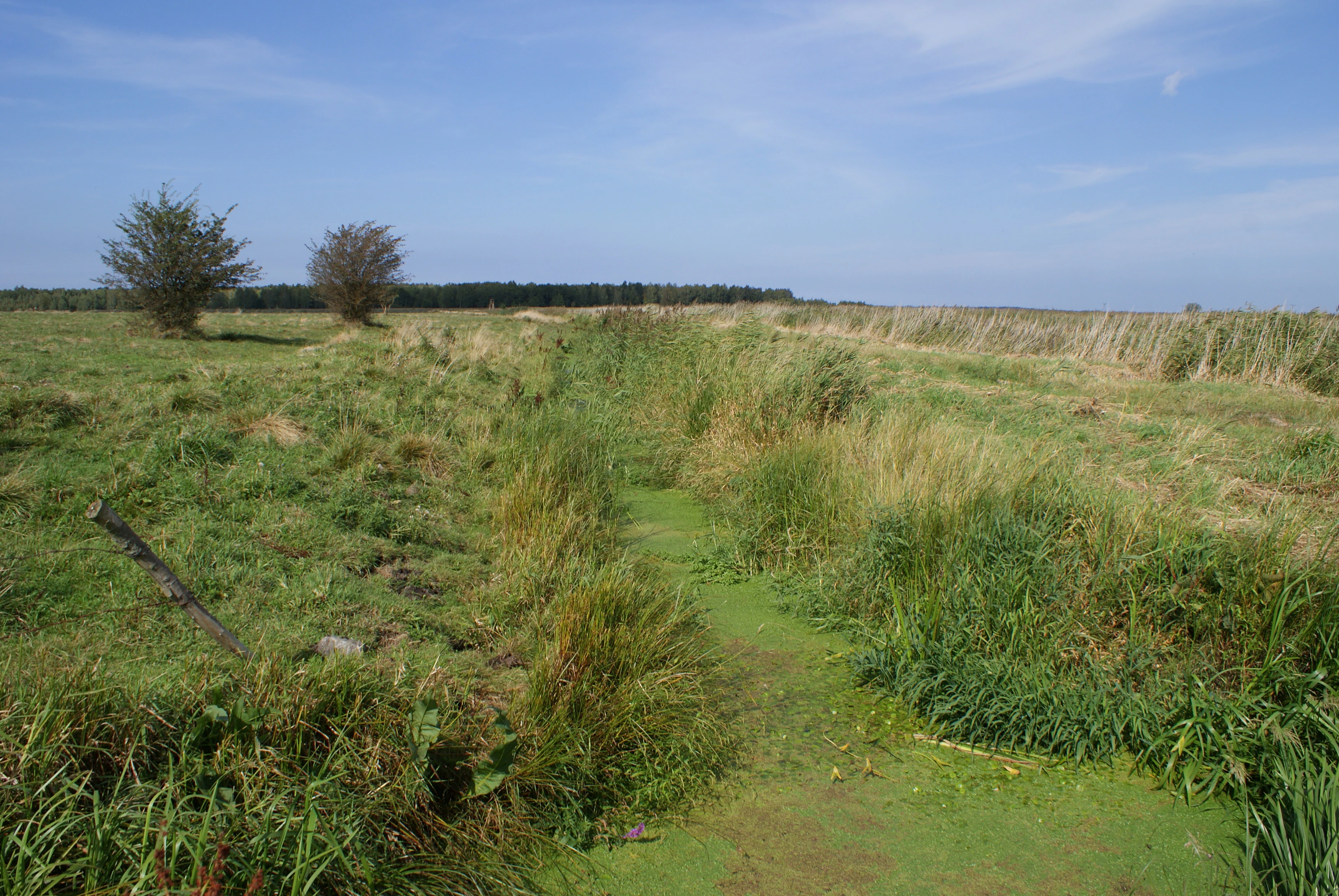 A wide shot of a flat, green coastal marshland area featuring a narrow, algae-covered water channel, some low-lying shrubs, and distant trees under a clear blue sky.