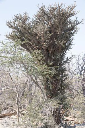 A medium-distance photograph of an endemic Alluaudia comosa tree characterized by its dense, branching, thorny structure standing in a dry forest environment.