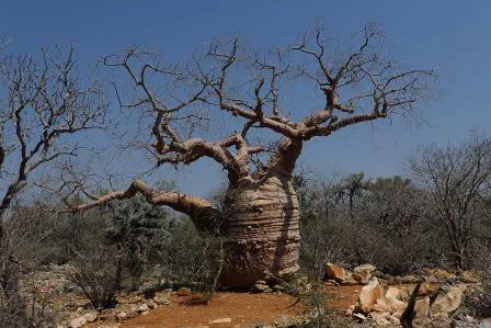 A thick, wide-trunked Fony baobab tree with leafless branches stands in a sparse, dry forest clearing with red-brown earth and limestone rocks.