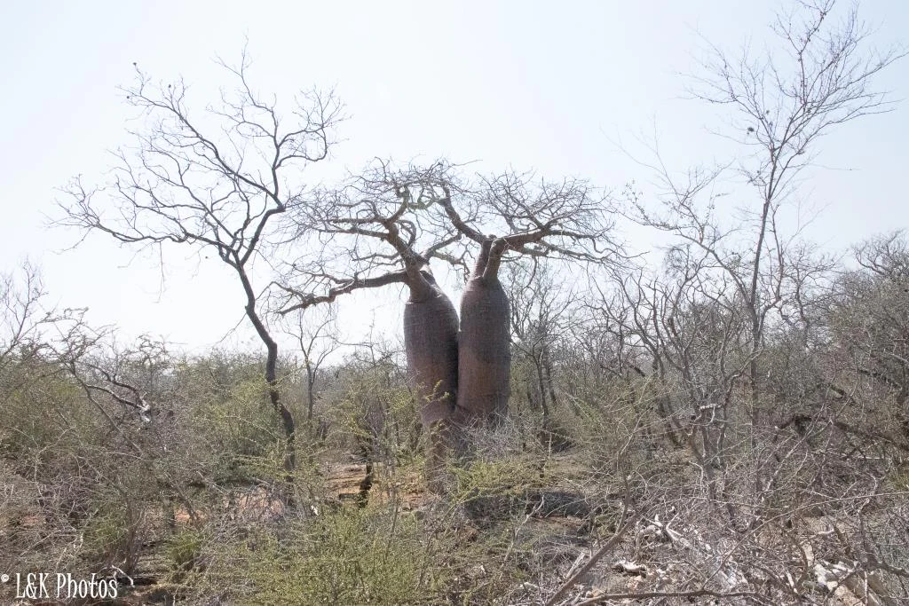 A pair of thick, smooth-barked Fony baobab trees stands prominently in a sparse, dry forest clearing under a bright sky.