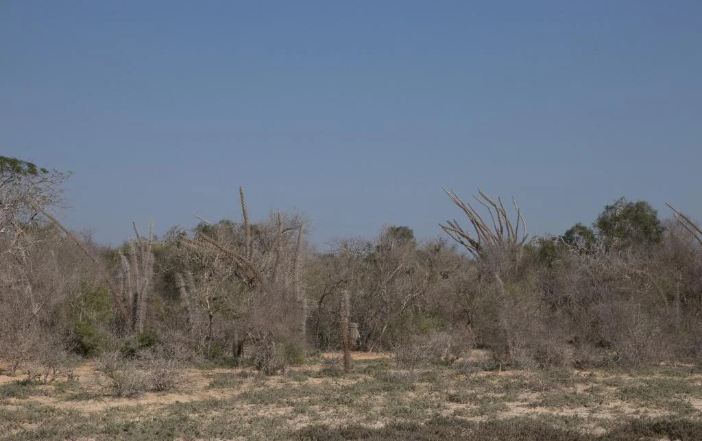 A wide, eye-level shot of a dry, arid forest landscape under a clear blue sky, featuring sparse, grey, spiny trees and shrubs growing in light-colored sandy soil.