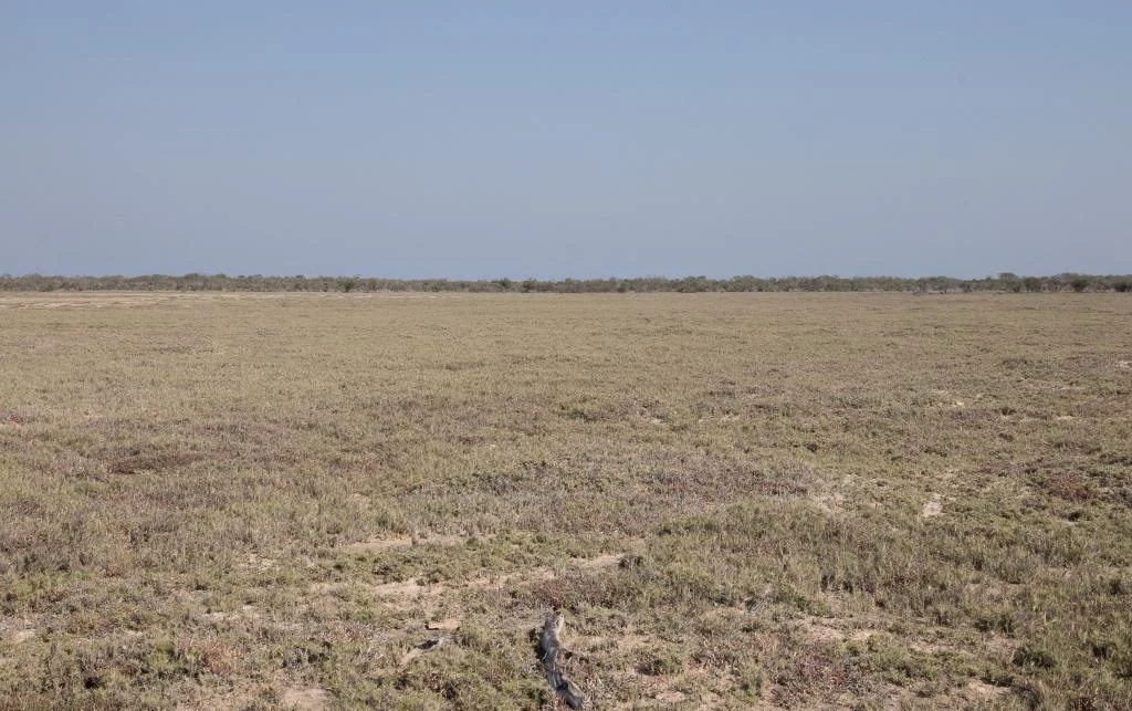 A wide, flat, and arid landscape featuring sparse, low-lying scrub vegetation across a saline plain under a clear blue sky.