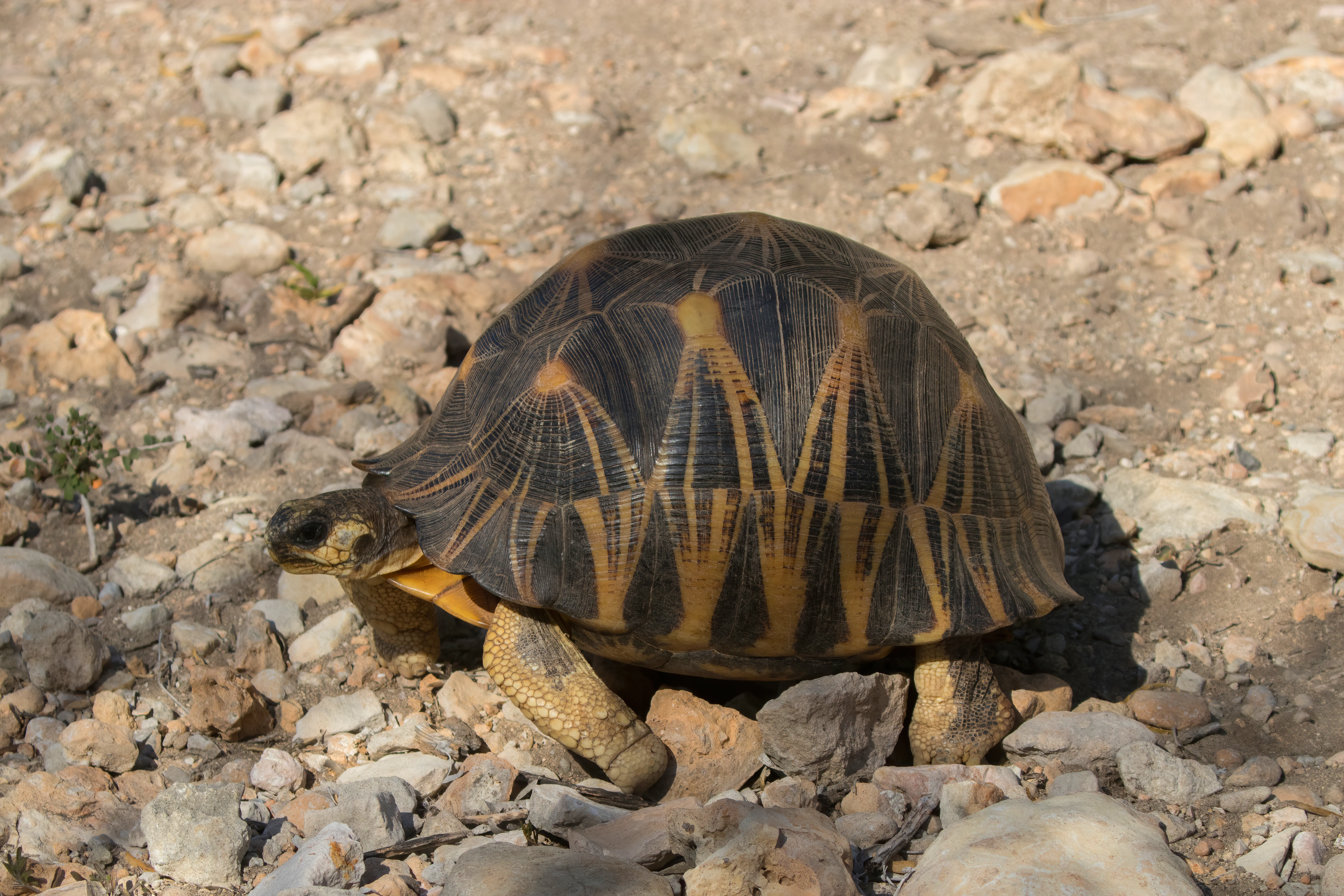 A radiated tortoise with a distinct star-patterned shell walks across a dry, rocky, light-colored ground in bright daylight.