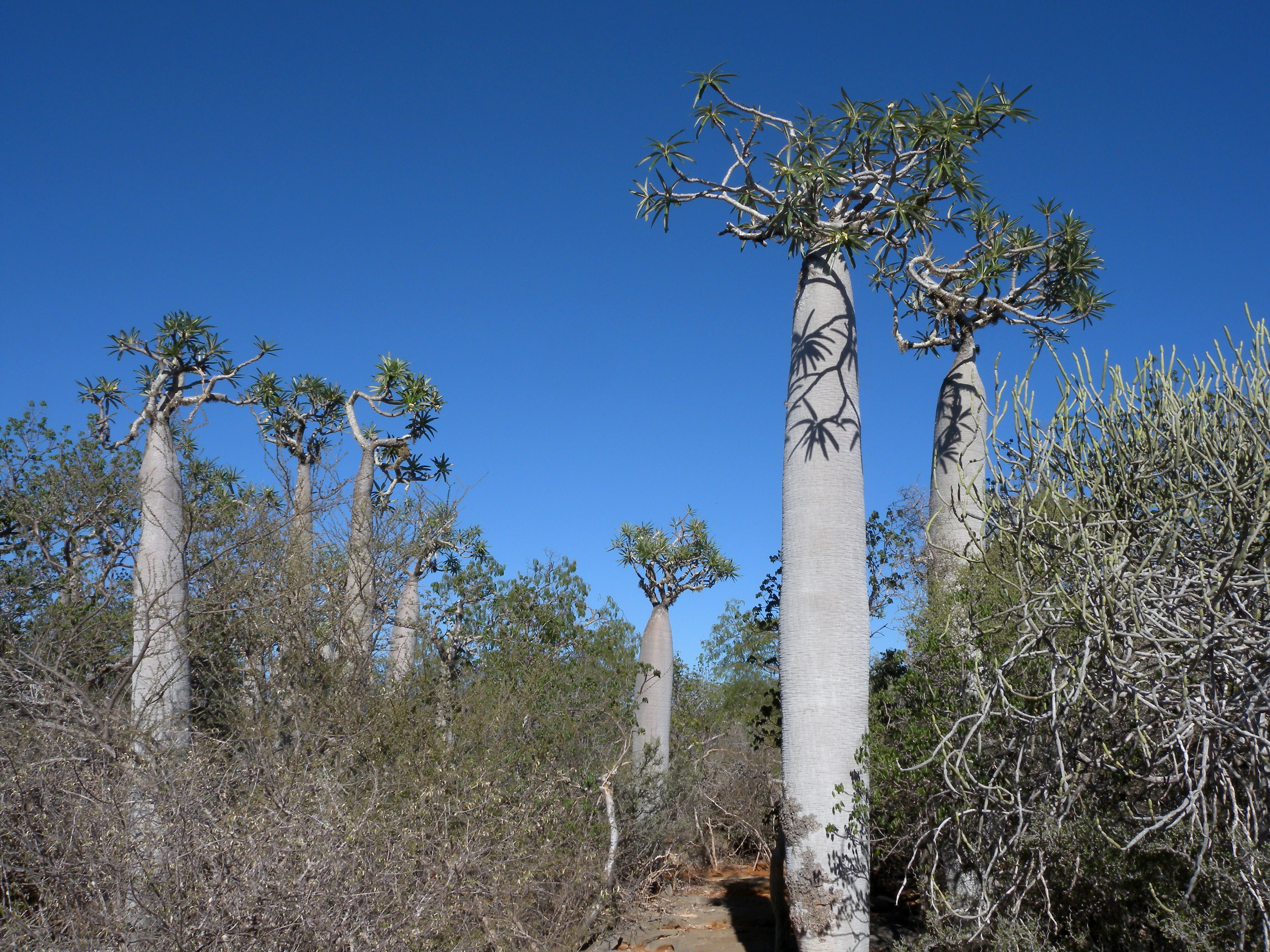 A group of tall, thick-trunked Pachypodium geayi trees with silvery bark and sparse, leafy crowns rising above low, thorny desert scrub under a clear blue sky.