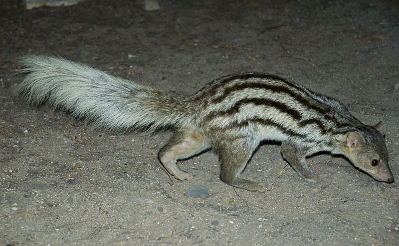 A side profile view of a Grandidier's mongoose walking across sandy ground at night, showing its striped back and bushy tail.