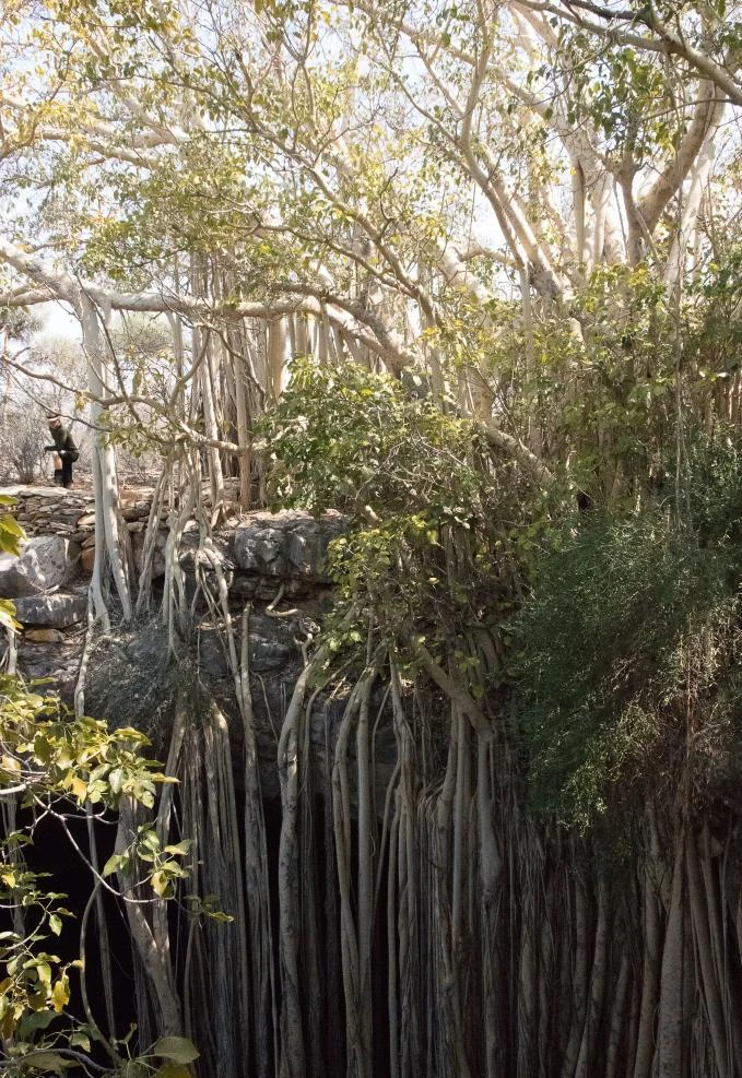 A large banyan fig tree with numerous long aerial roots hanging down into a dark, rocky sinkhole opening.