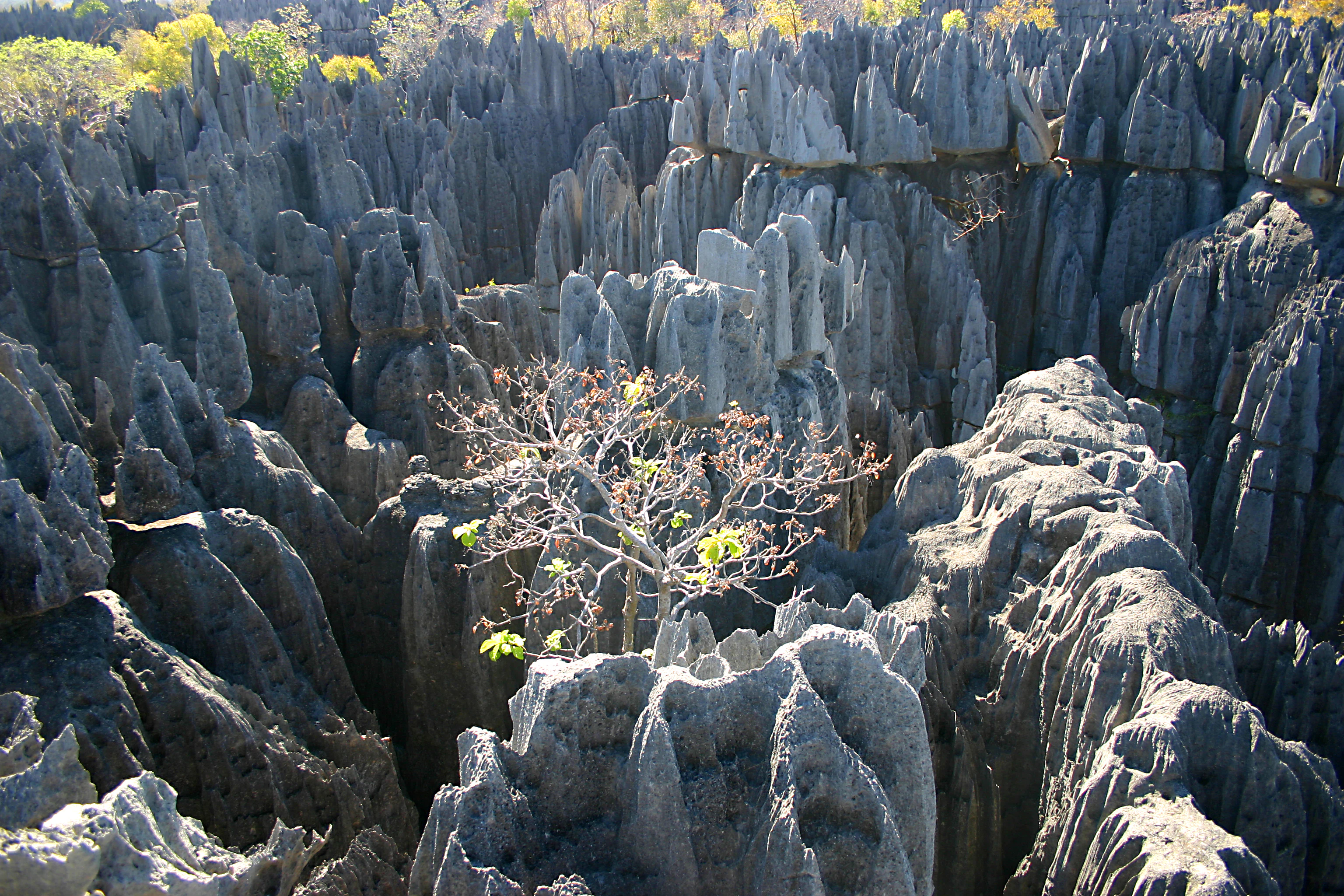 A vast field of sharp, grey limestone karst formations with a small tree growing in the center of the jagged rock crevices.